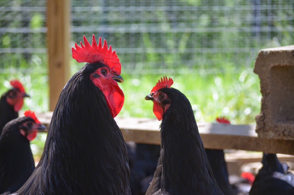 Cutest Couples Photo Contest—Poultry Edition 9.png