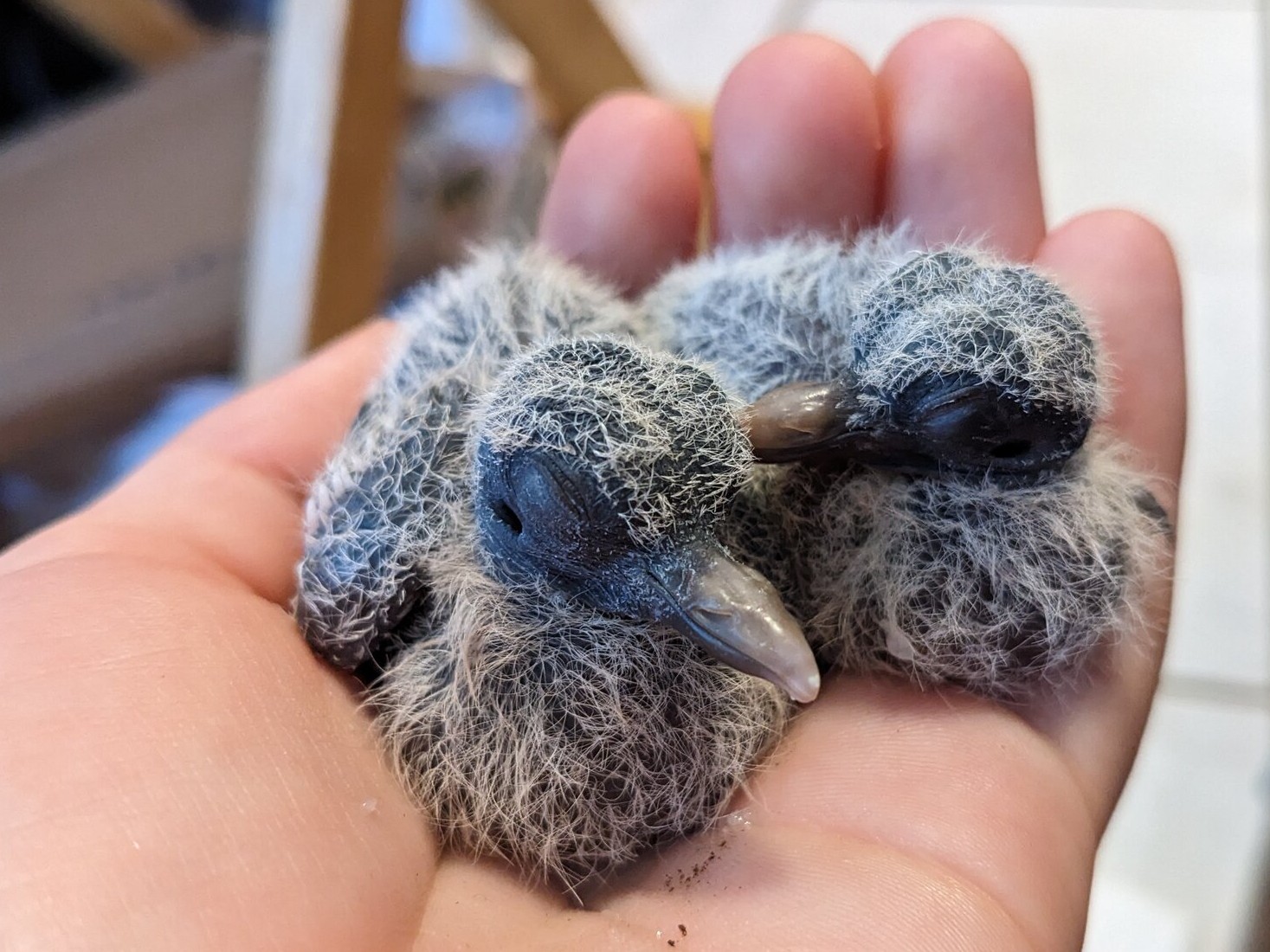 Cutest Couples Photo Contest—Poultry Edition 91.jpg