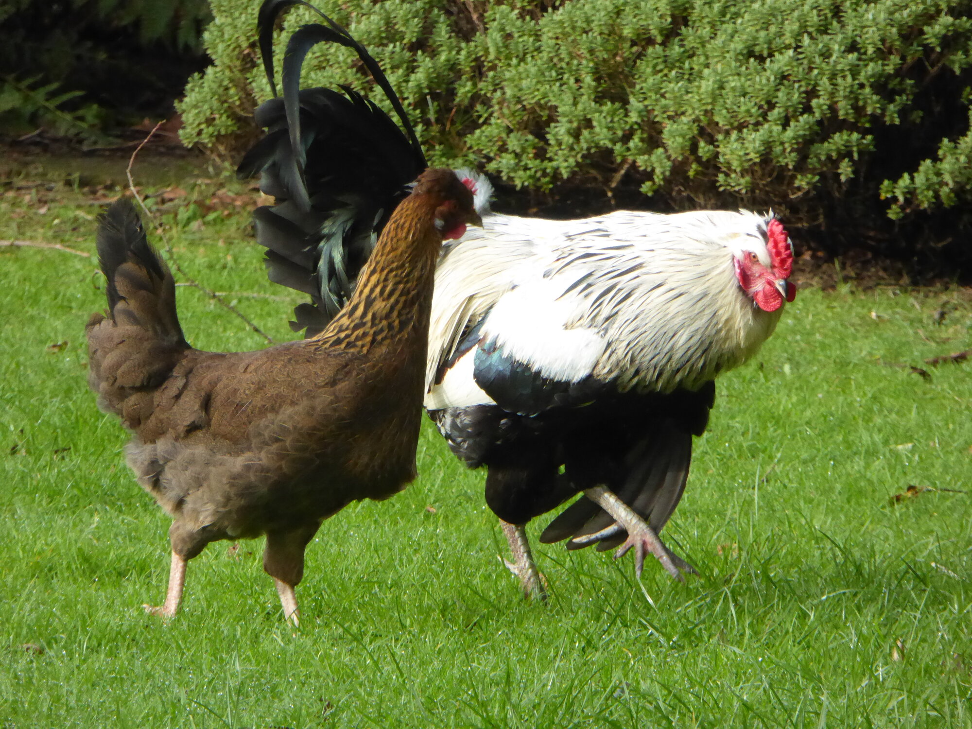 Cutest Couples Photo Contest—Poultry Edition 92.jpg