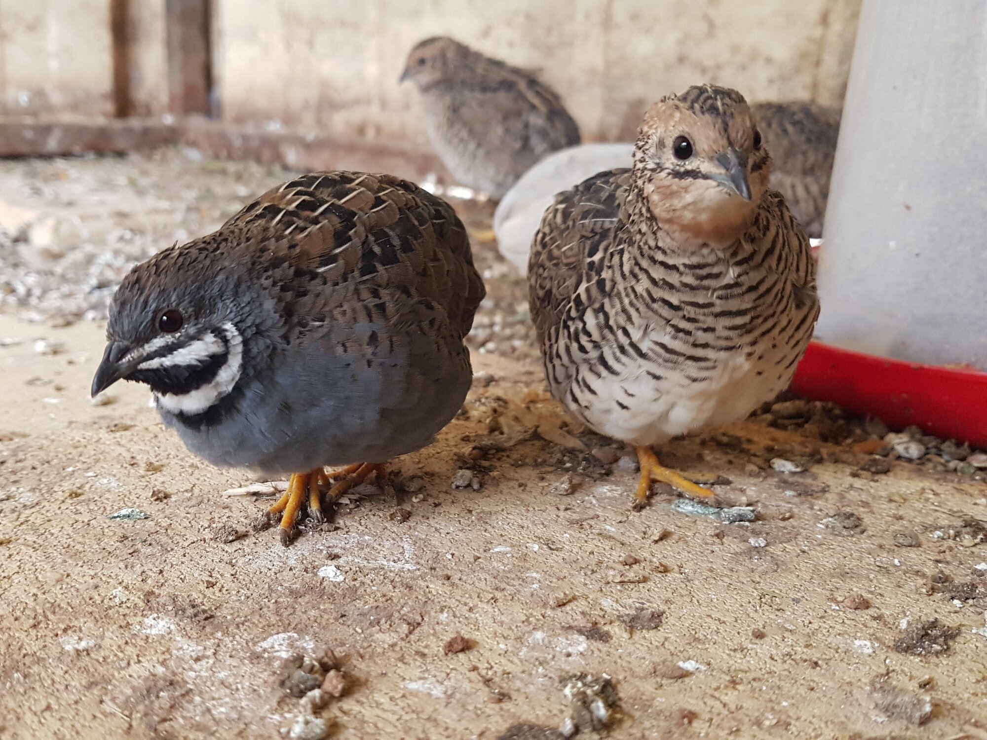 Cutest Couples Photo Contest—Poultry Edition 94.jpg