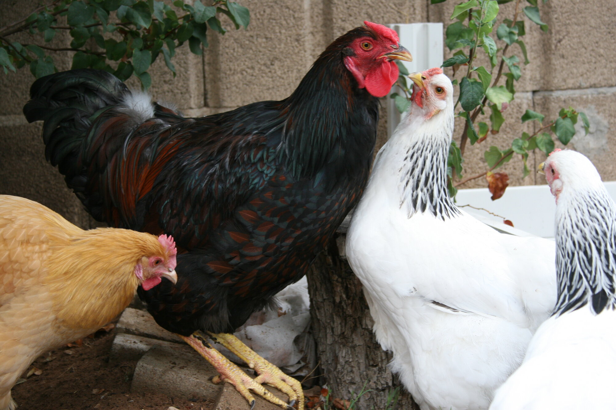 Cutest Couples Photo Contest—Poultry Edition 96.png