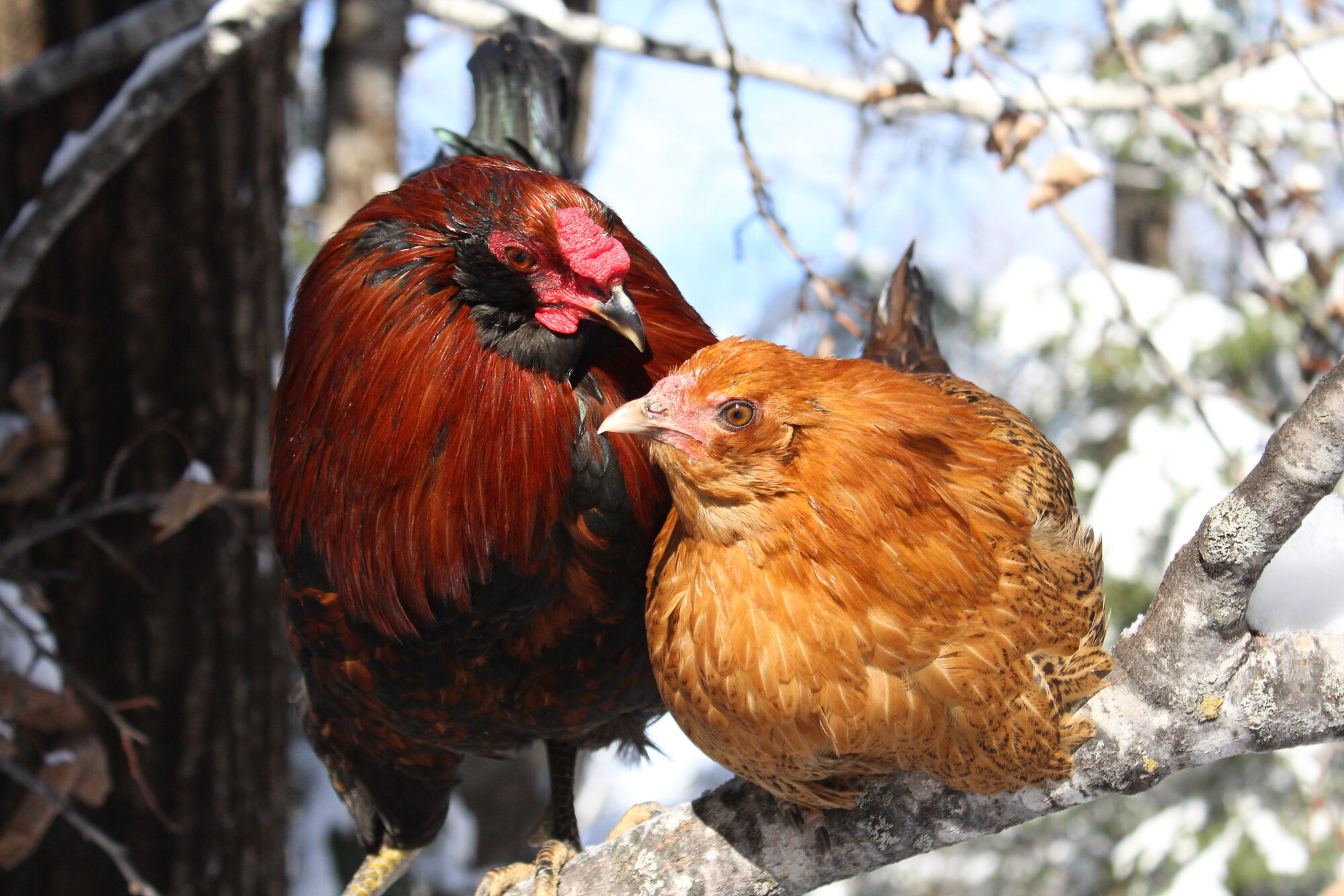 Cutest Couples Photo Contest—Poultry Edition 97.jpg