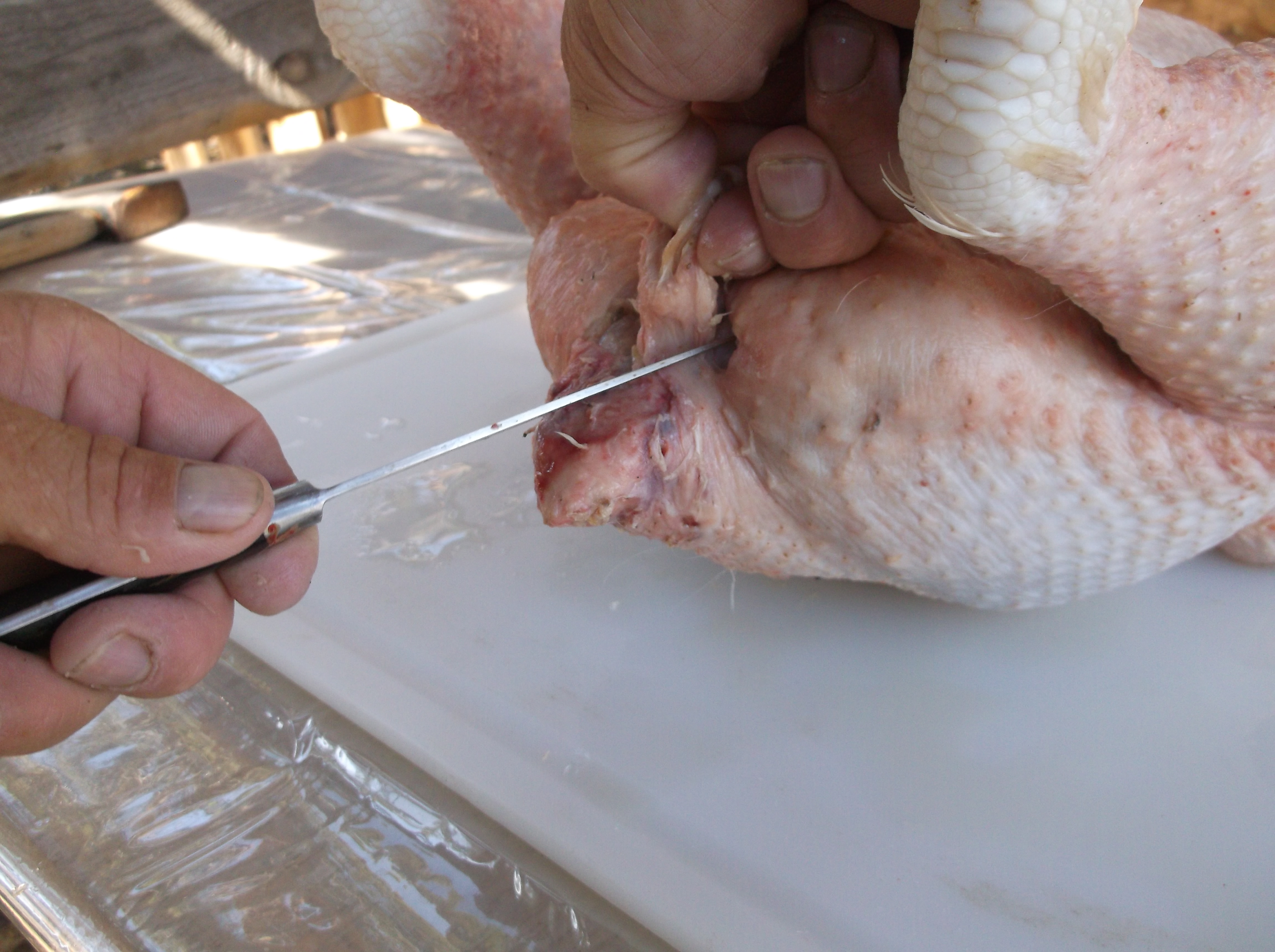 cutting for eviscerating.