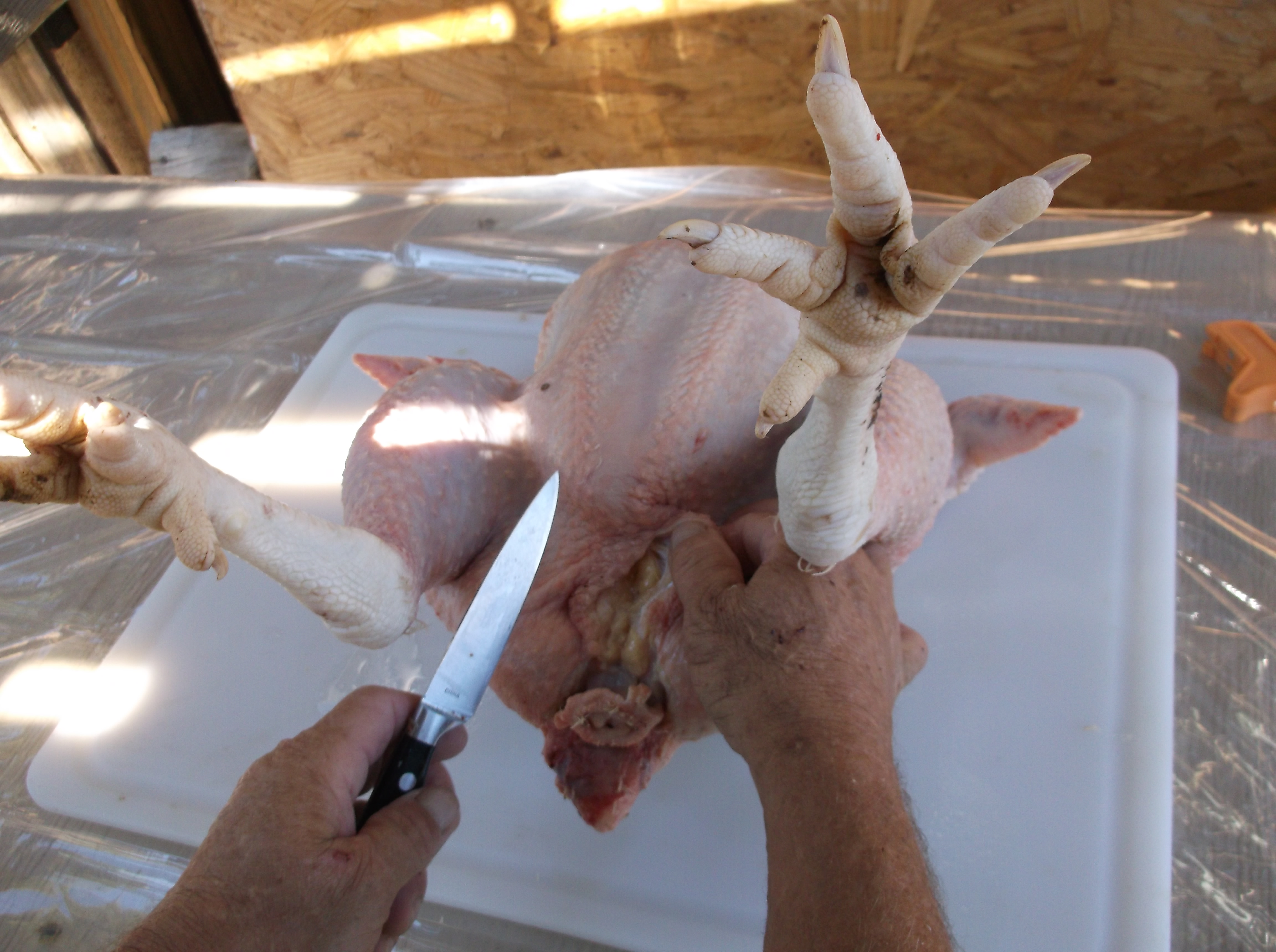 cutting for eviscerating.