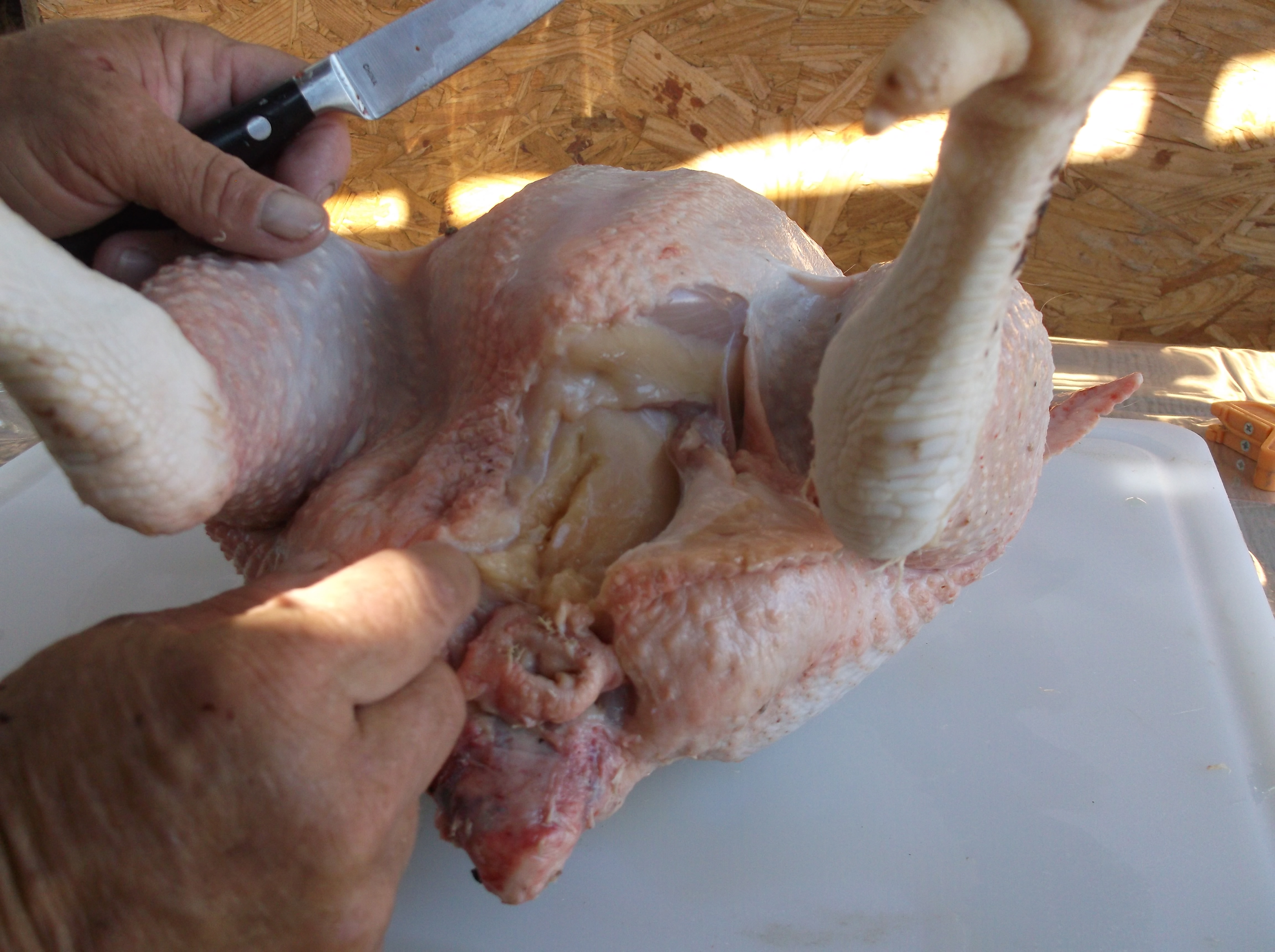 cutting for eviscerating.