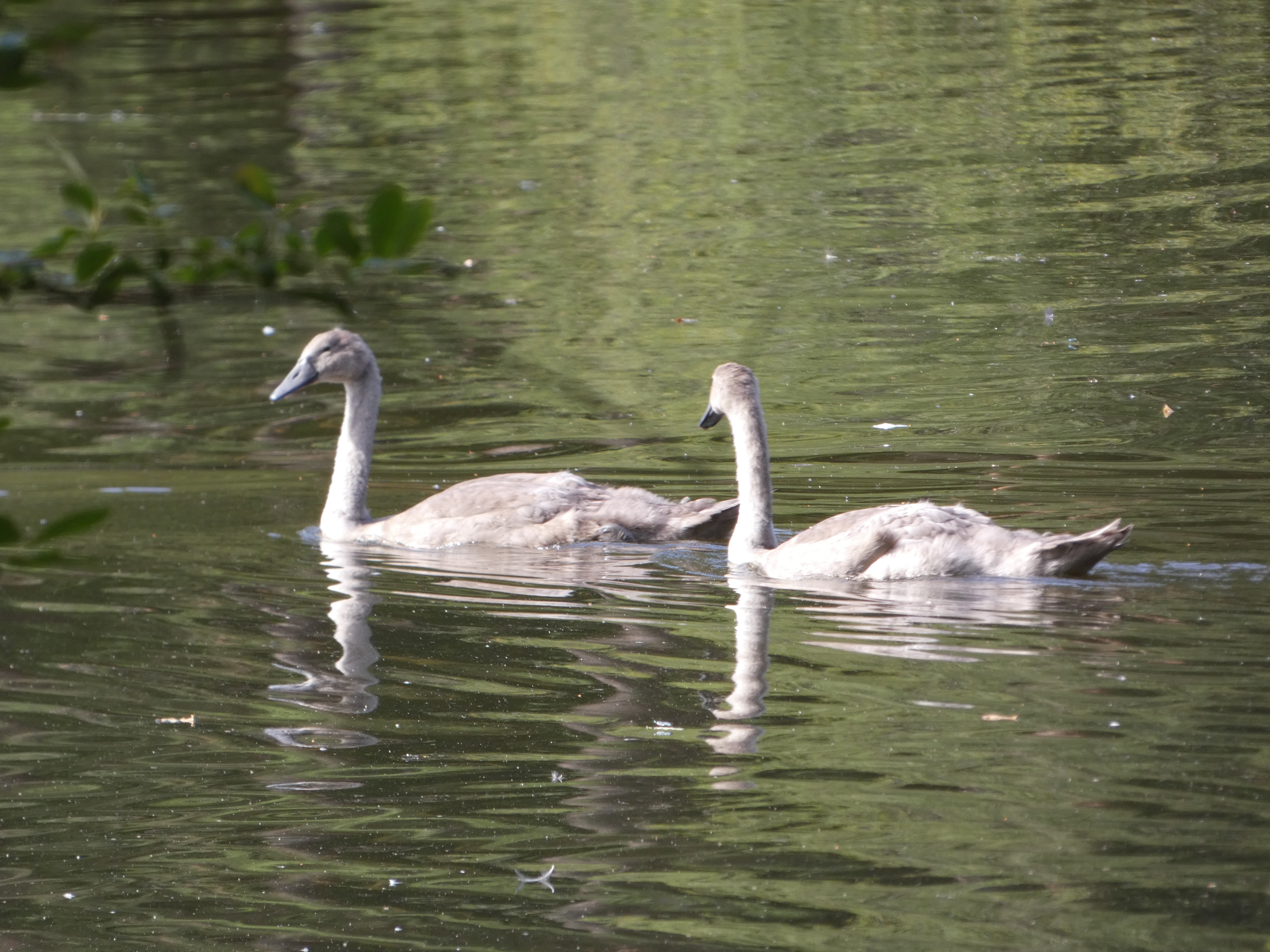 Cygnets