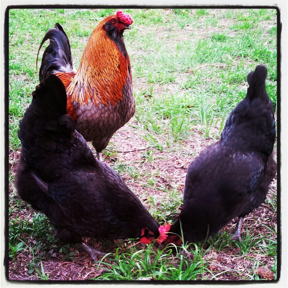 Cynder, Lavern, and Shirley