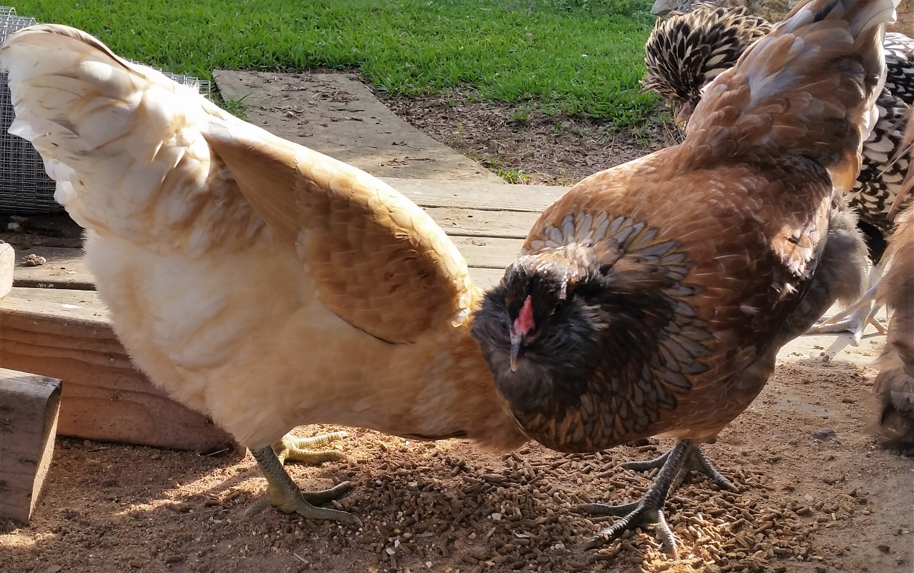 Cyndi and Joan 26 weeks