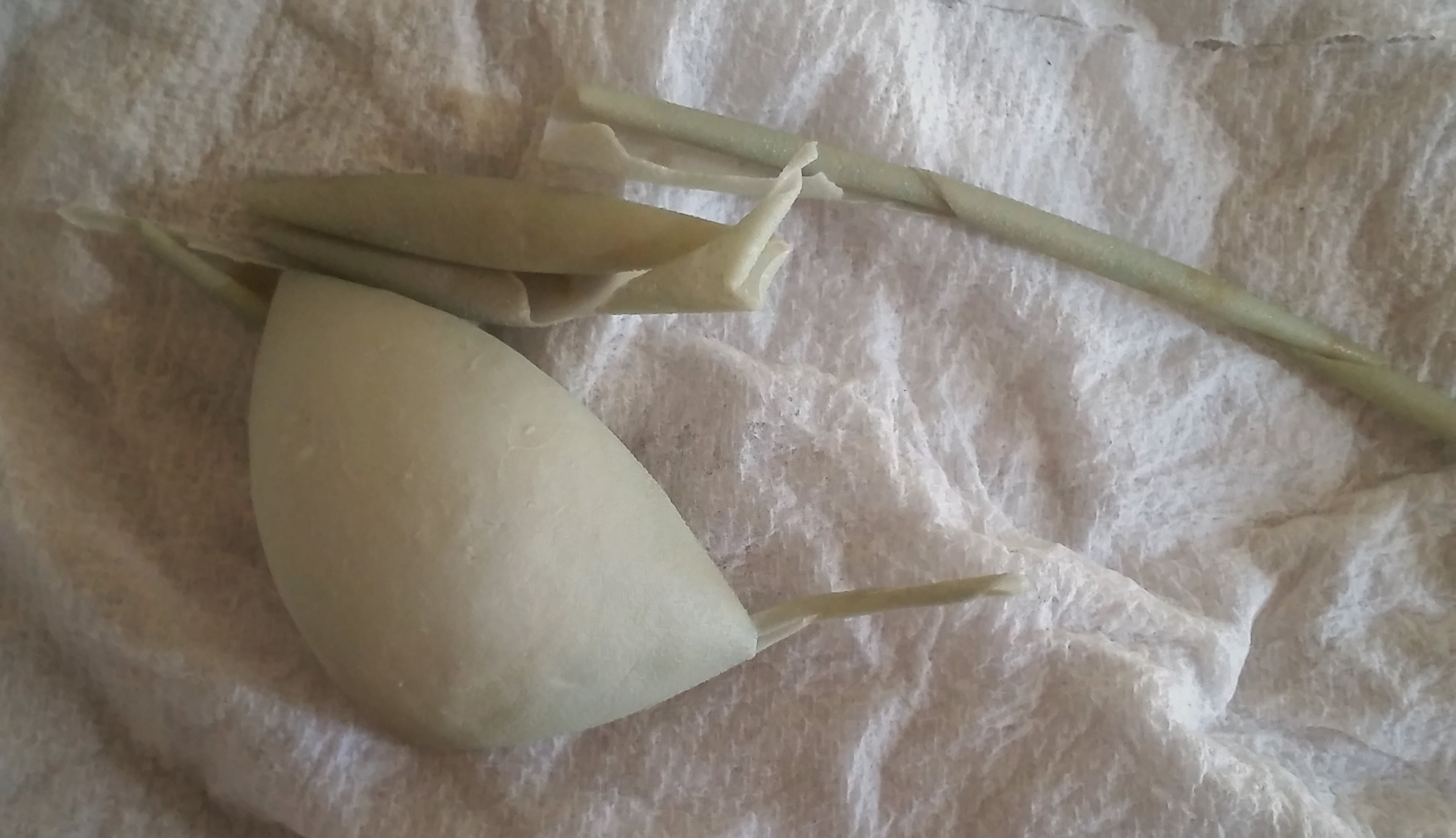 Cyndi - Easter Eggers 1st Egg - 01/29/16 Soft Shell