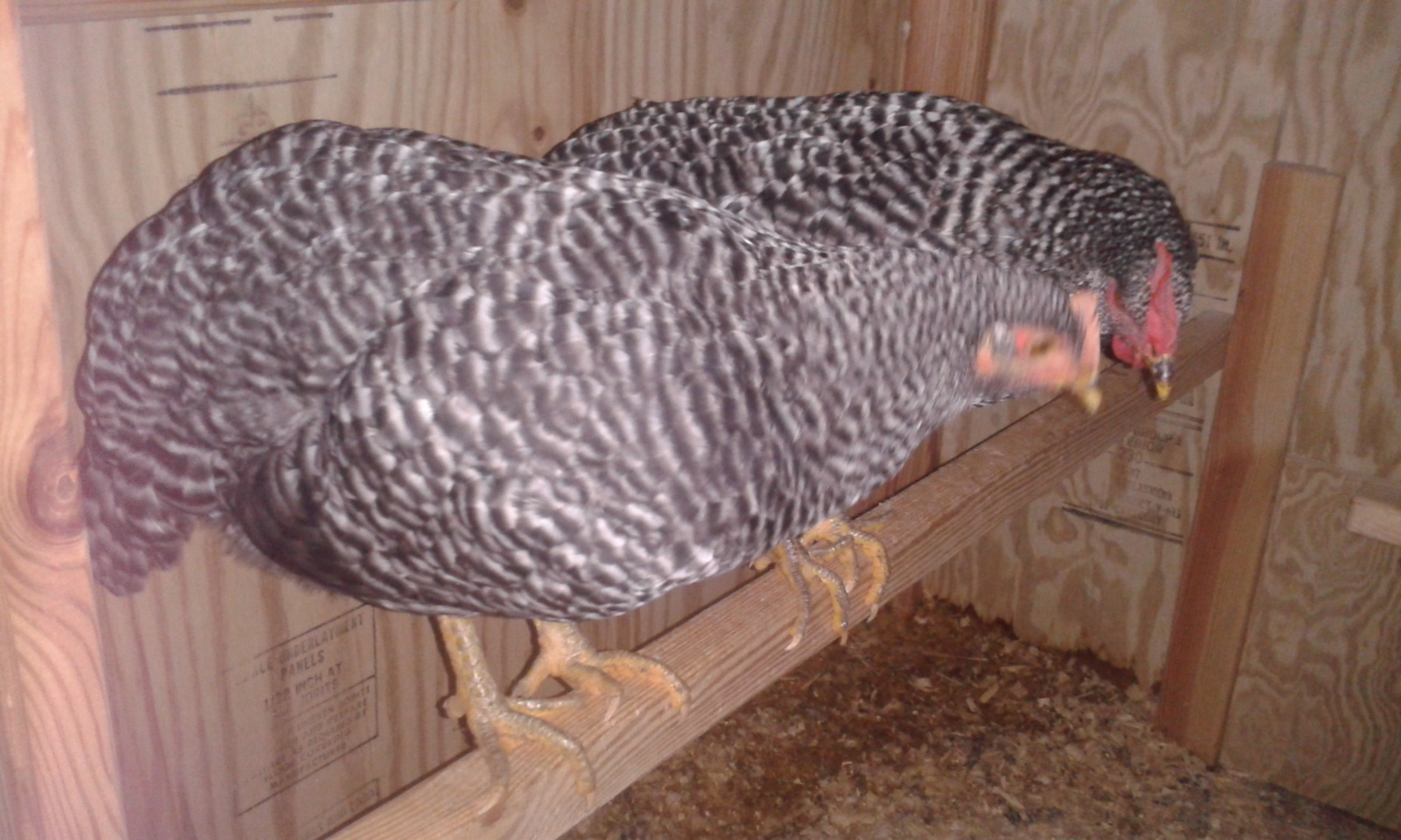 Cynthia, Barred Rock Pullet, with Esther in the background.