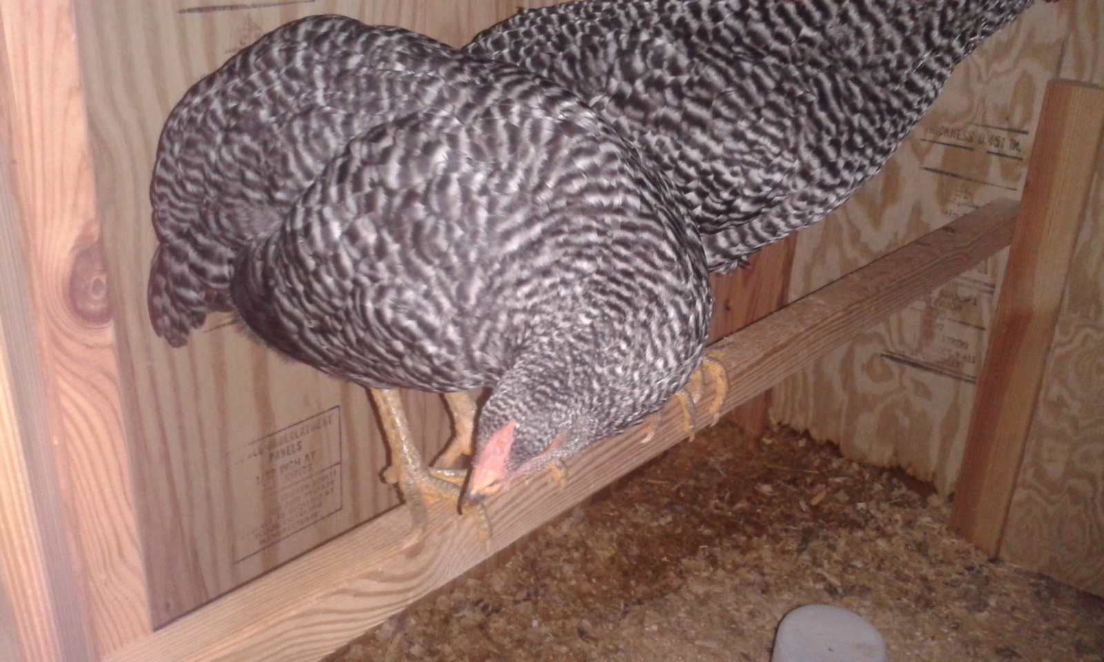 Cynthia, Barred Rock Pullet.