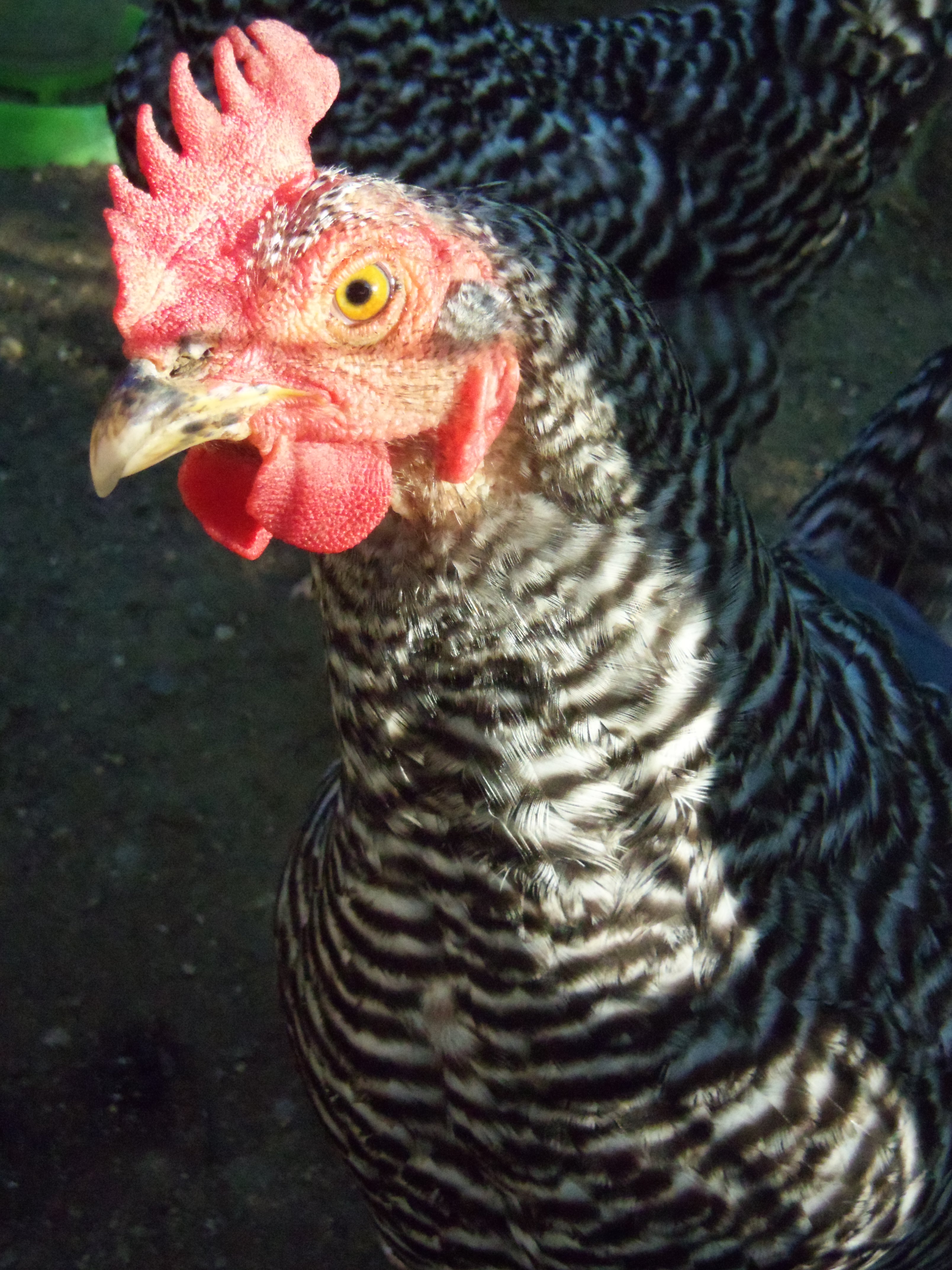 Cynthia, the Barred Rock, she pulls out her own feathers so she has to wear a chicken saddle.