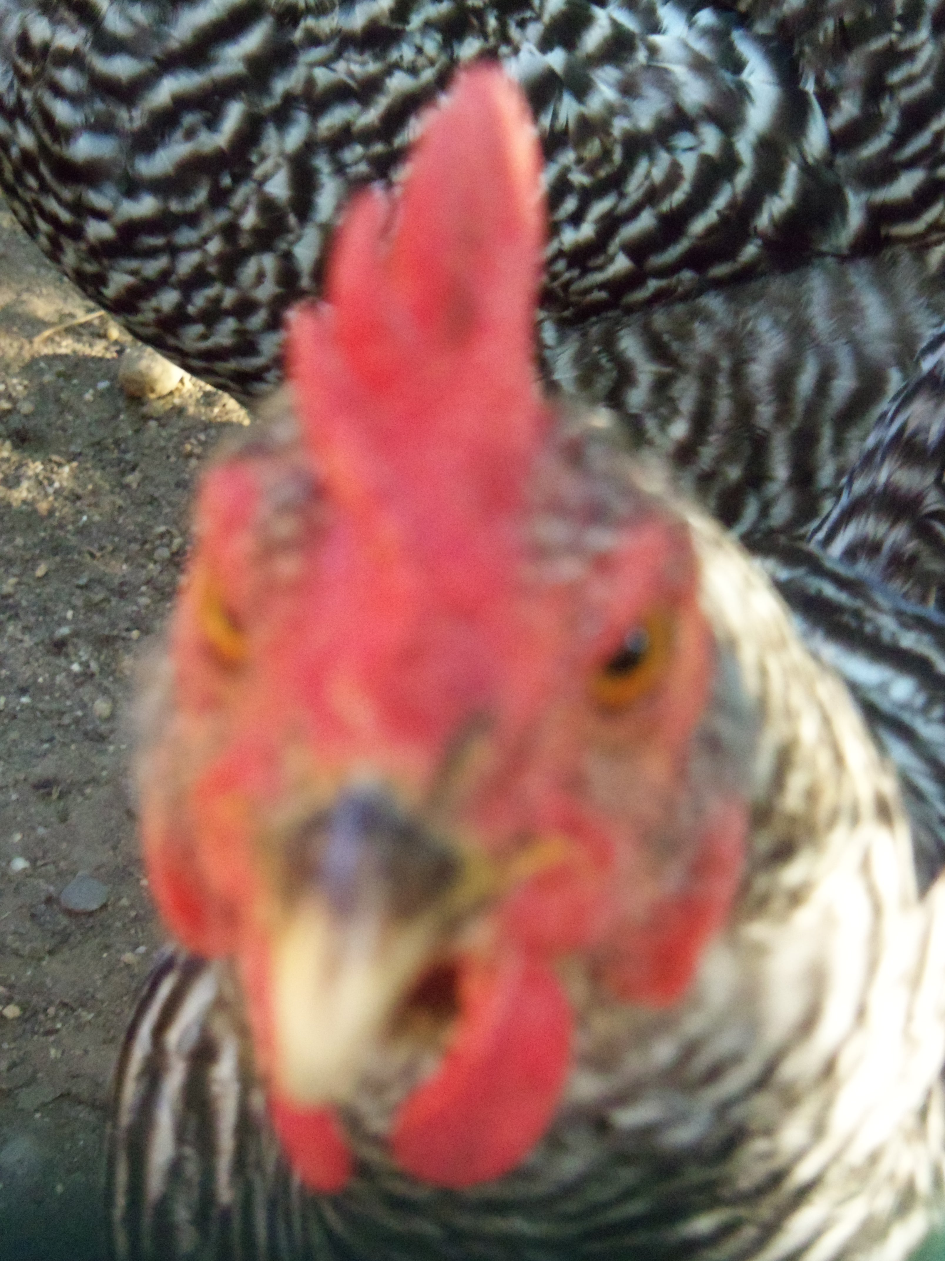 Cynthia, the Barred Rock, she pulls out her own feathers so she has to wear a chicken saddle.