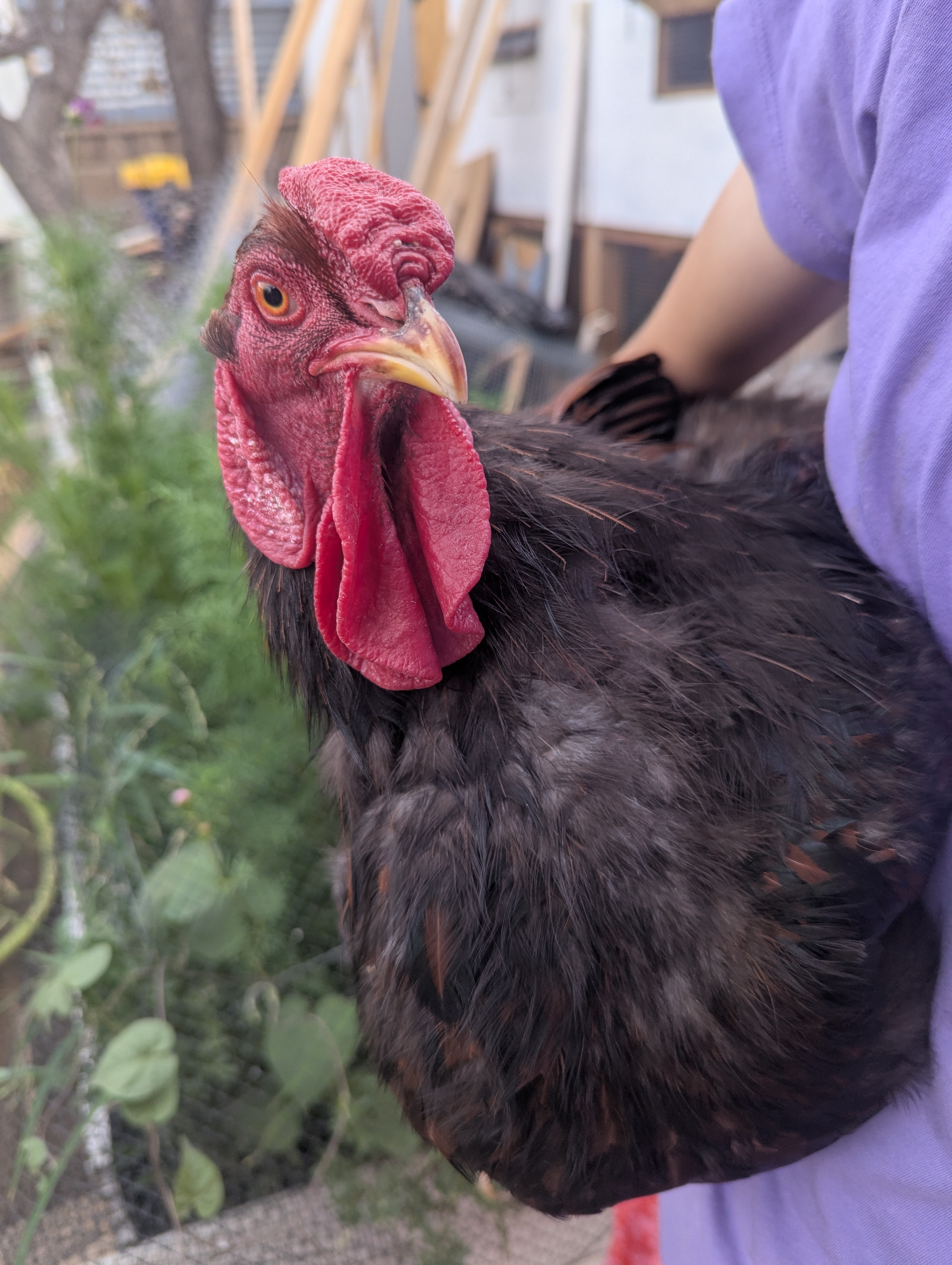 Cypriano my rooster