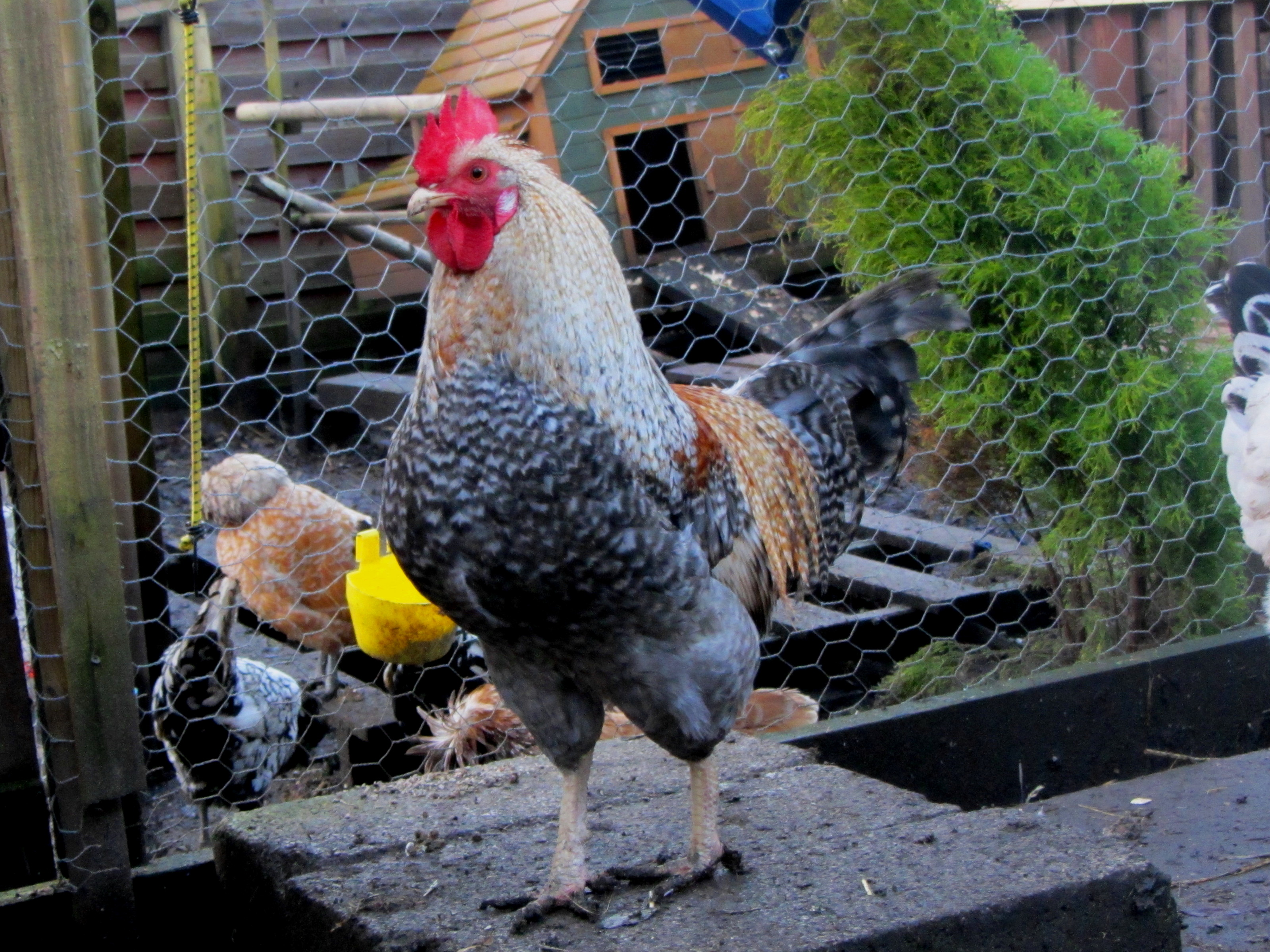 Cyrus standing proud