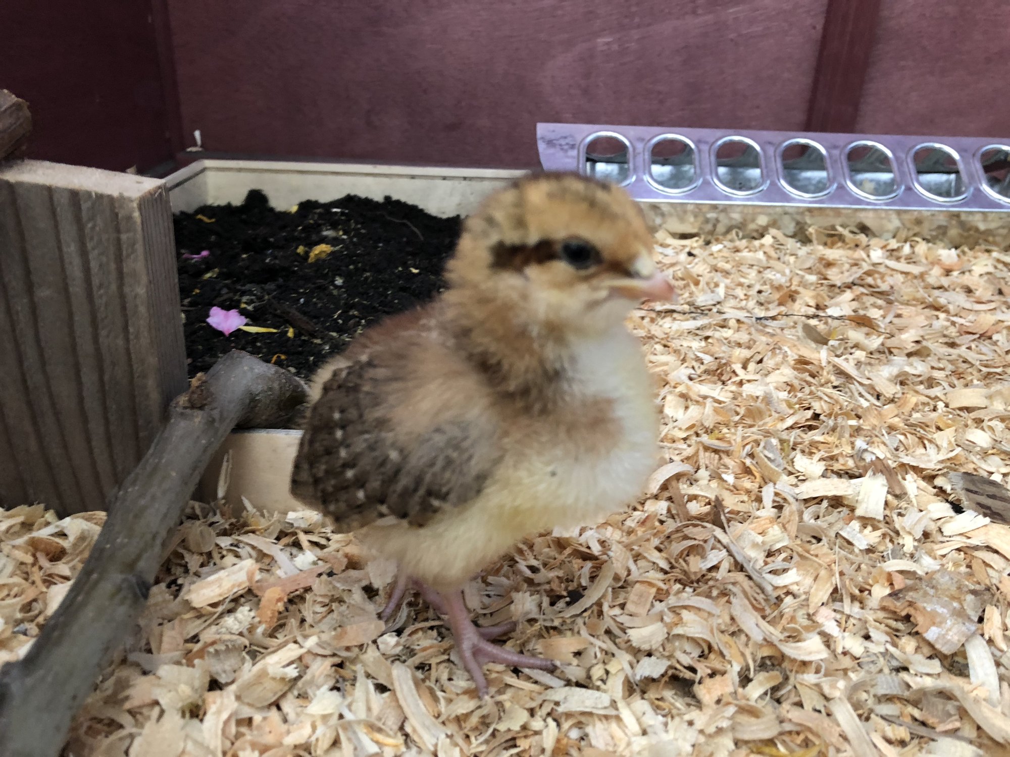 D90BC977-B06B-4A51-A457-B99545A60EC4