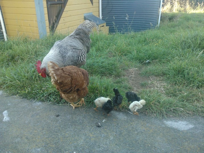 Dad, Mum and Babies.