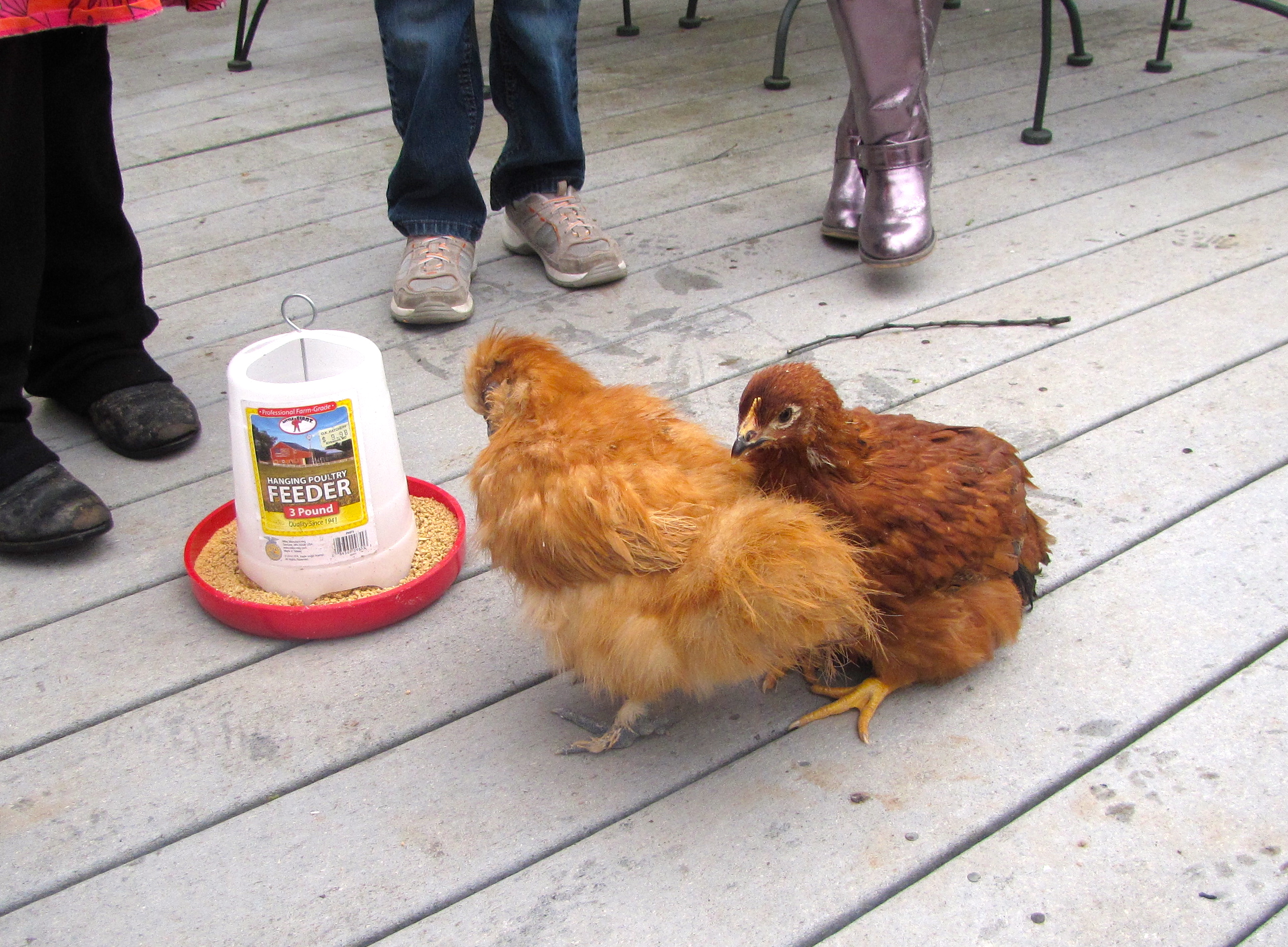 Daddy and General Tso. Hard to believe that General Tso is 7 weeks younger than Daddy (the Silkie). General Tso is a brown sex-link.