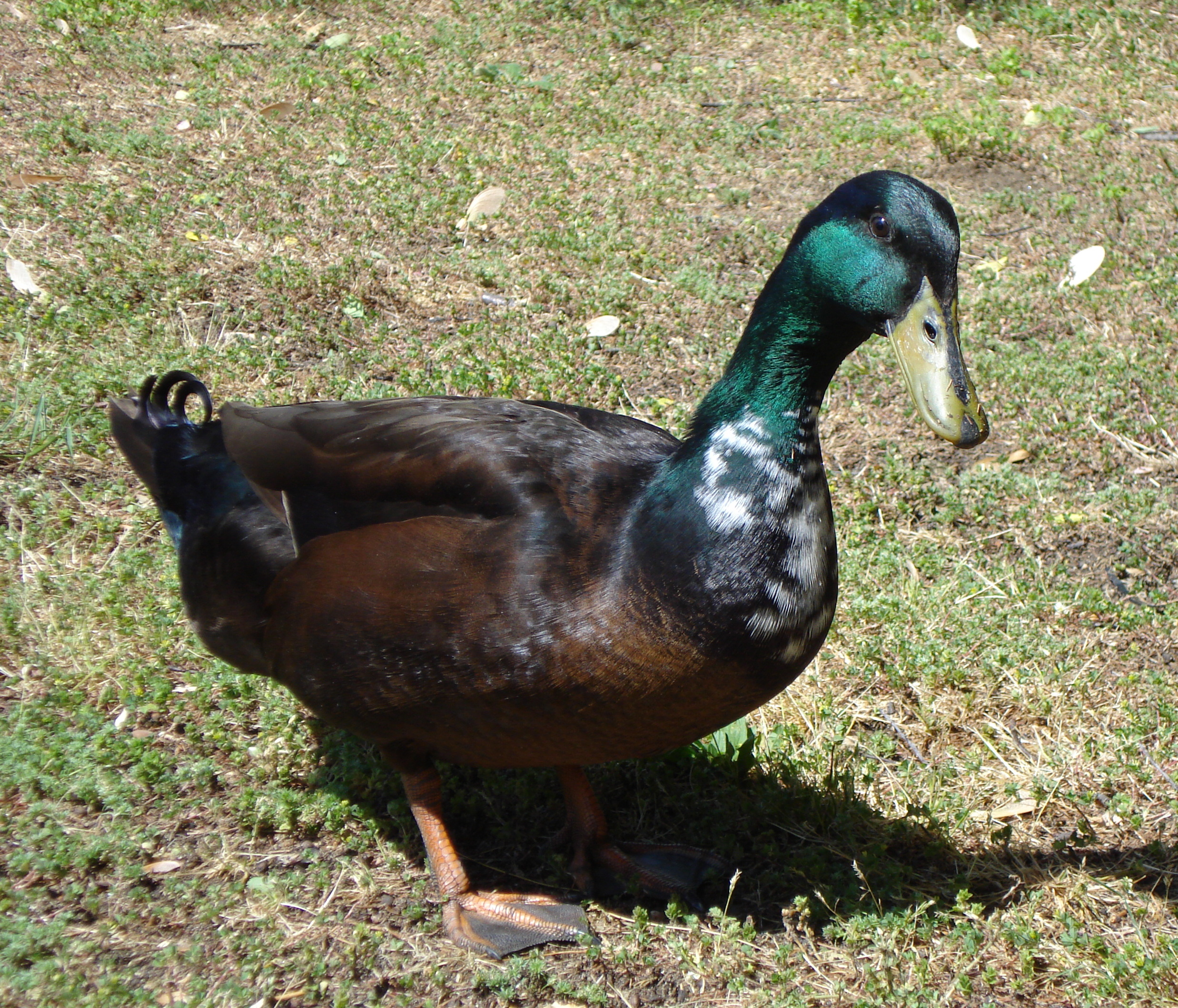 Daddy Duck