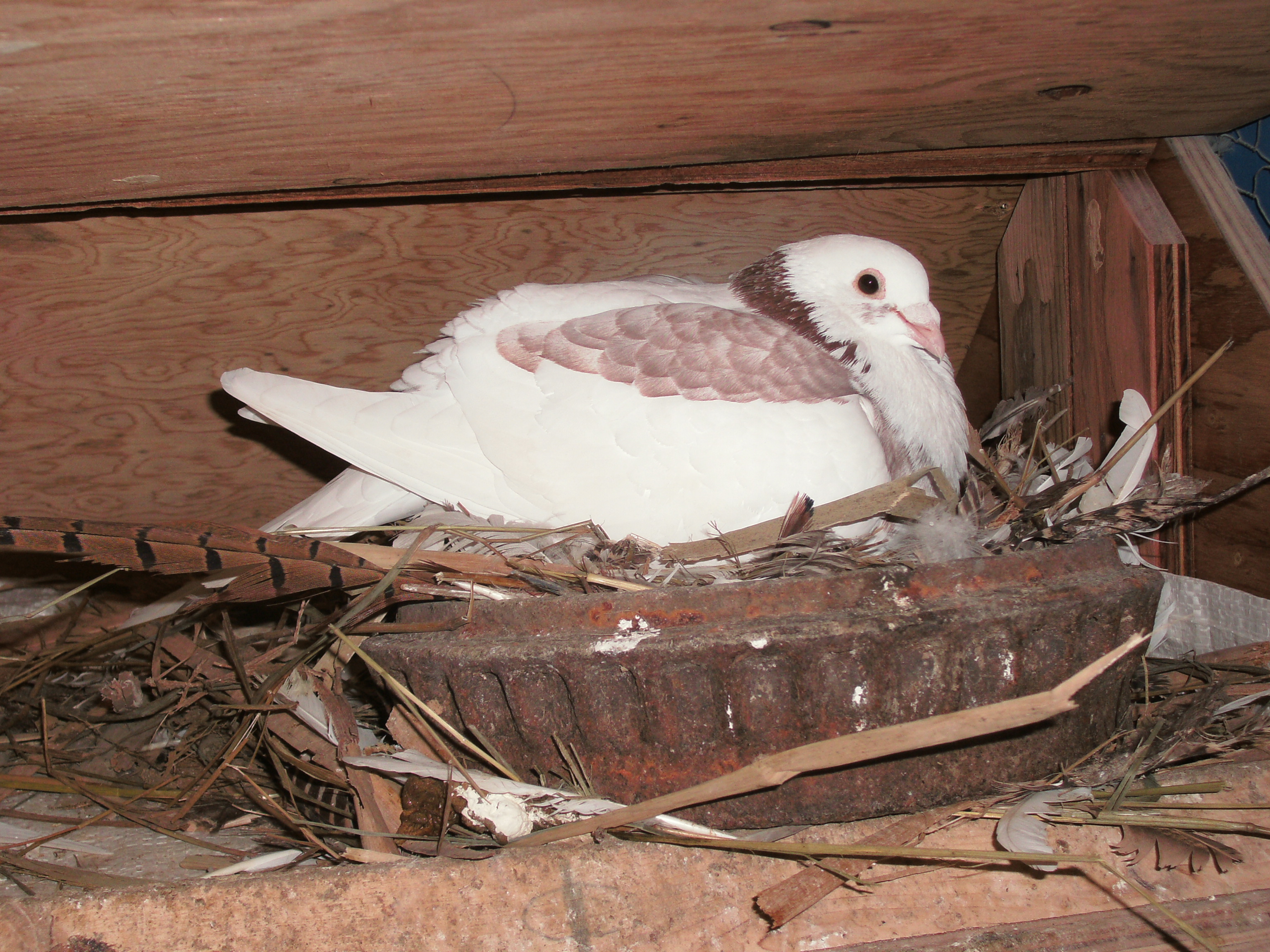 Daddy pigeon incubating 2 squabs hatched Dec 27 & 28th 2012.