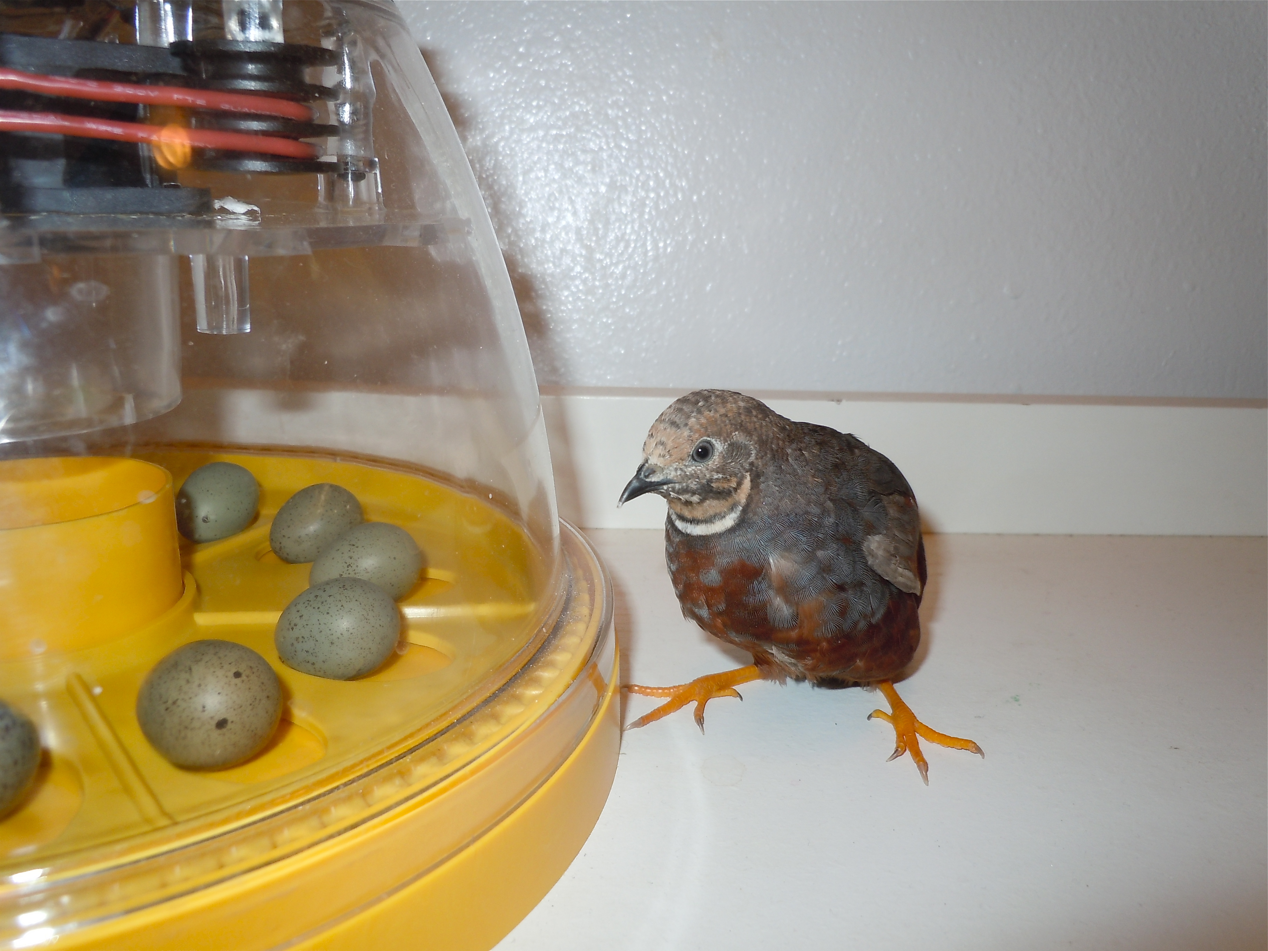Daddy quail's eggs.