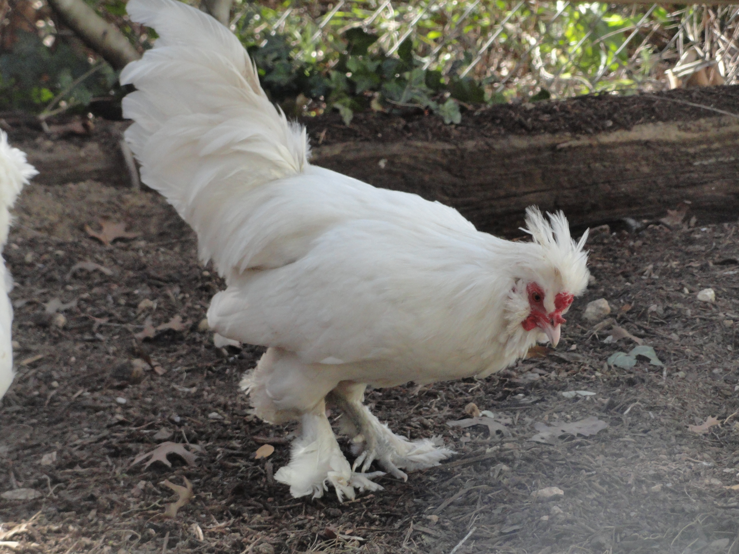 "Daddy" (Sultan Bantam Roo)