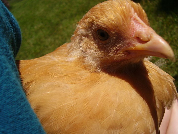 Daffodil (6 weeks)