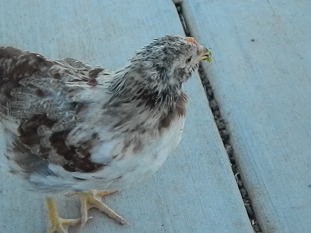 Daffodil (7 weeks old)