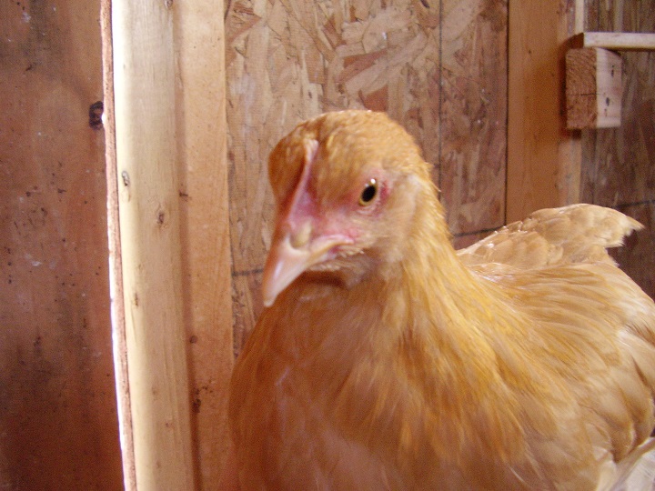 Daffodil (Buff Orpington) 8 weeks