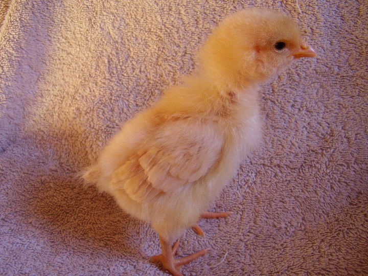 Daffodil - (Buff Orpington)