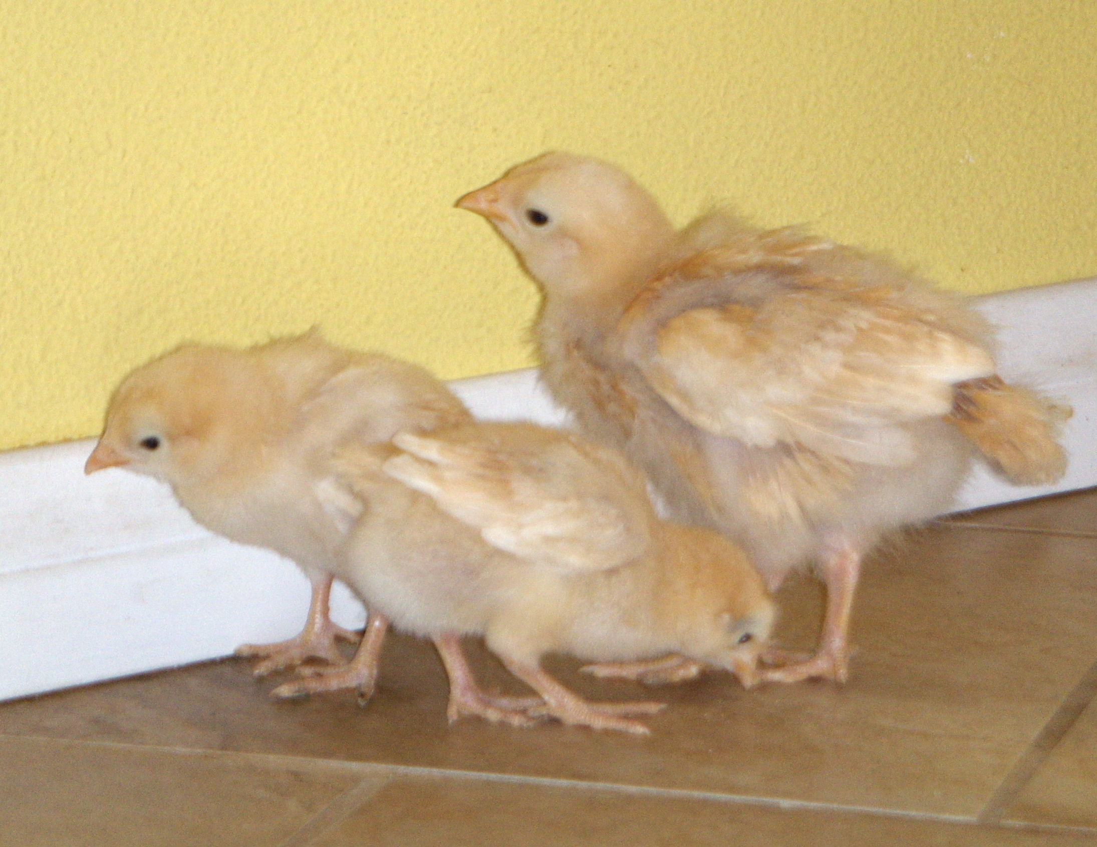 Daffodil, Daisy, Buttercup