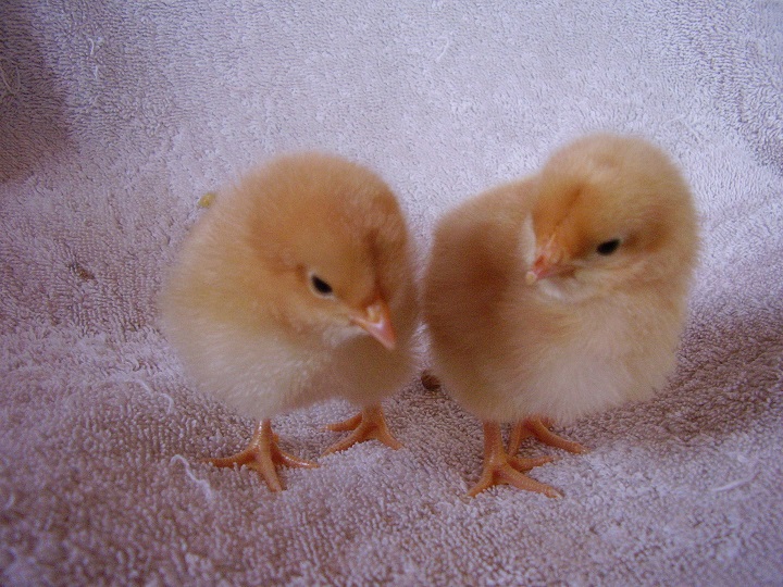 Daffodil (left) and Sunni