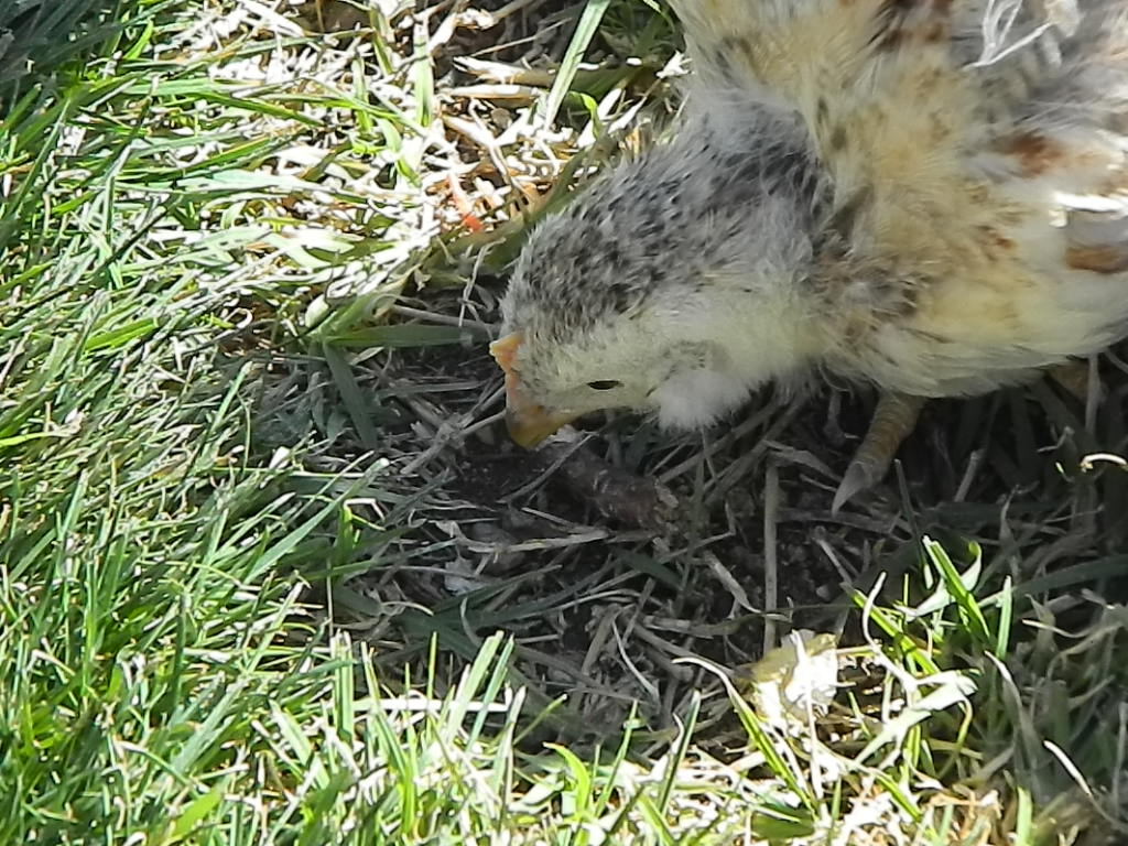 Daffodil pecking the grass
