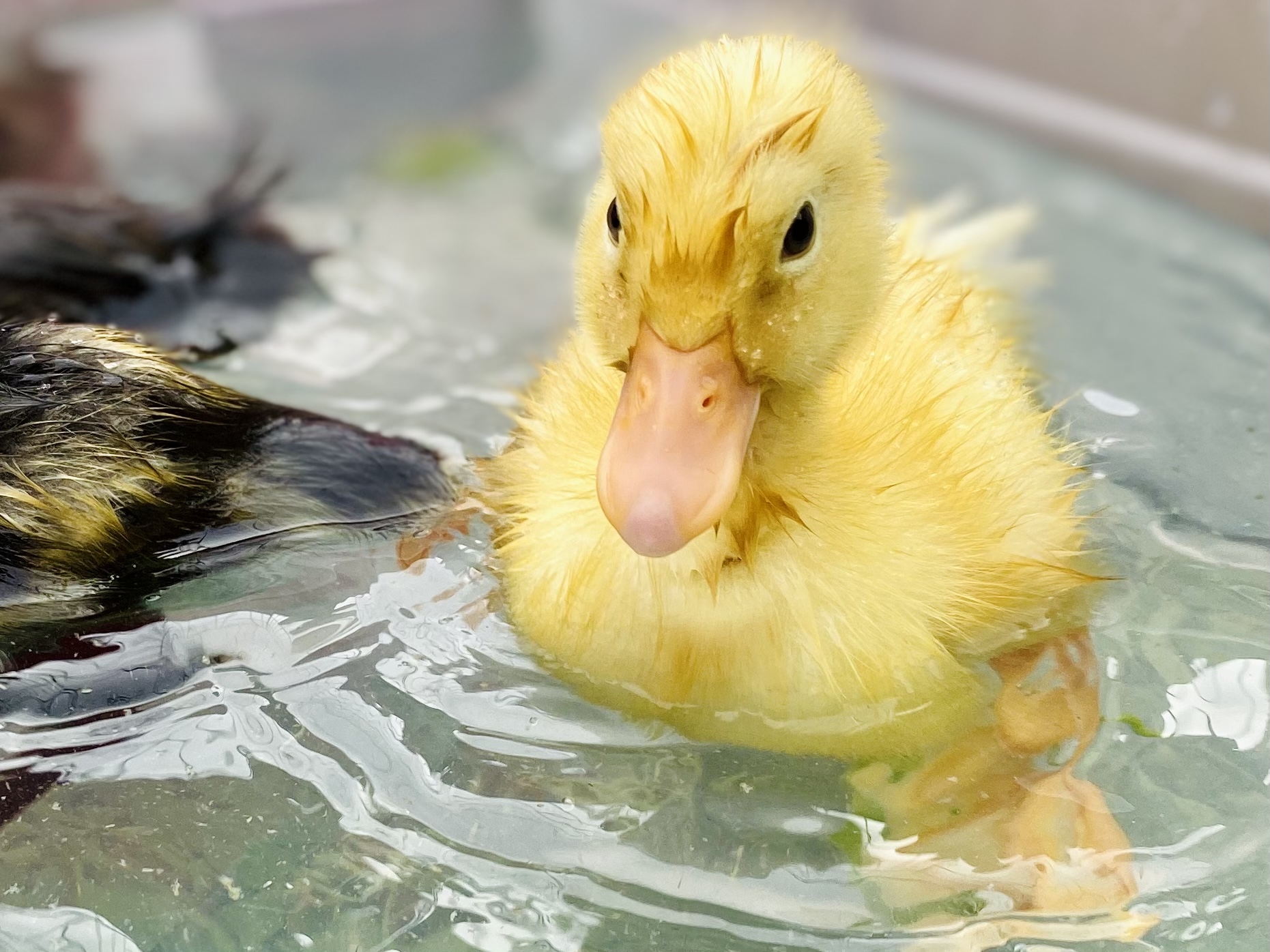 Daffodil swims!!