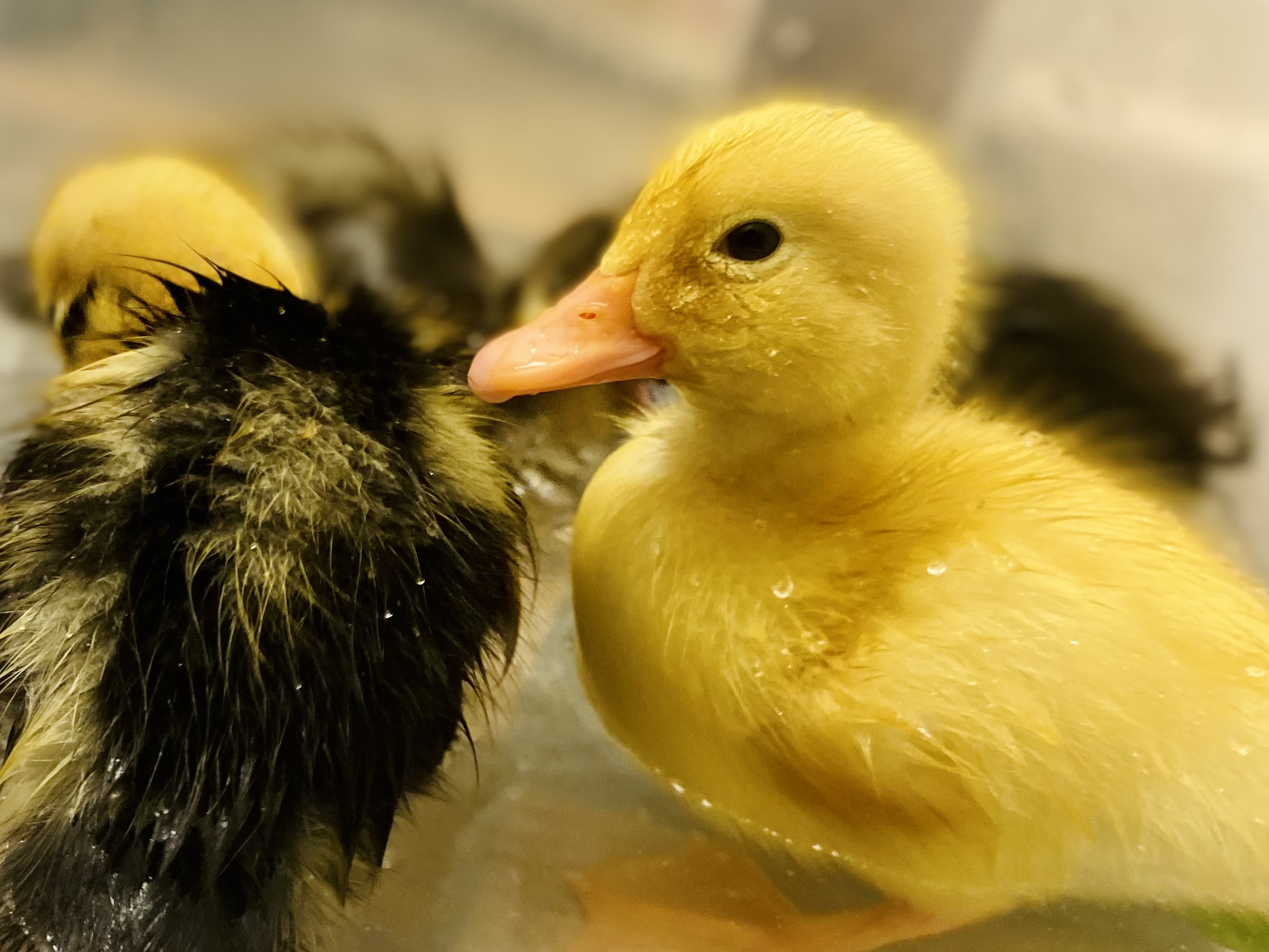 Daffodil swims