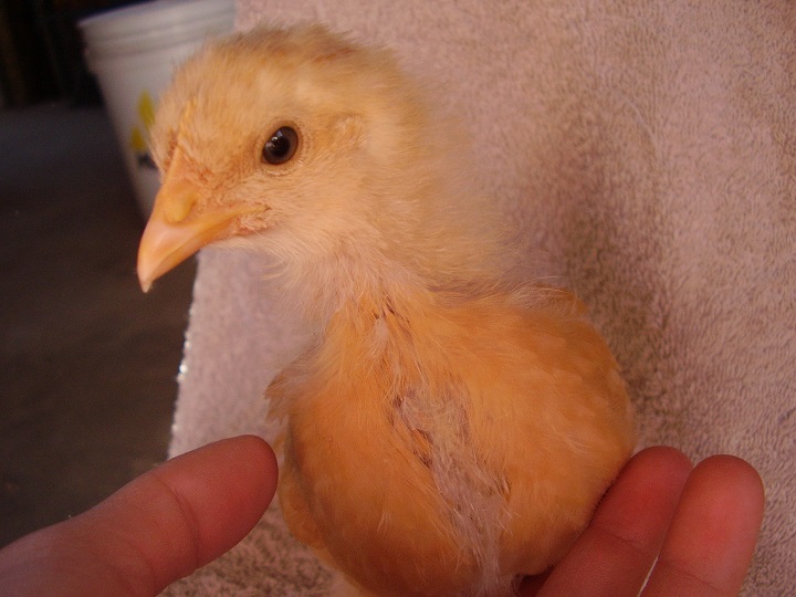Daffodil