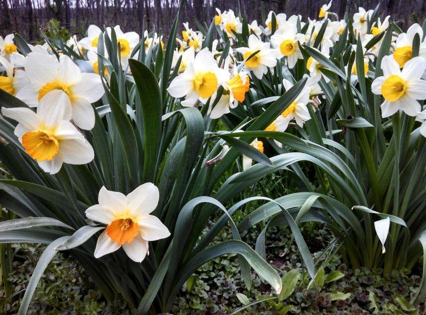 Daffodils in our yard, April 2015