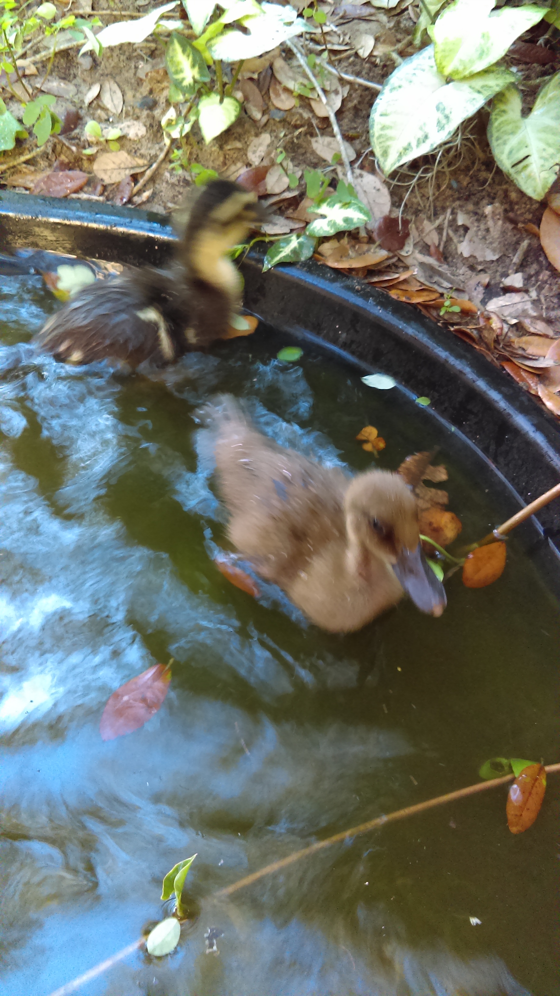 Daffy and Simon's first swim