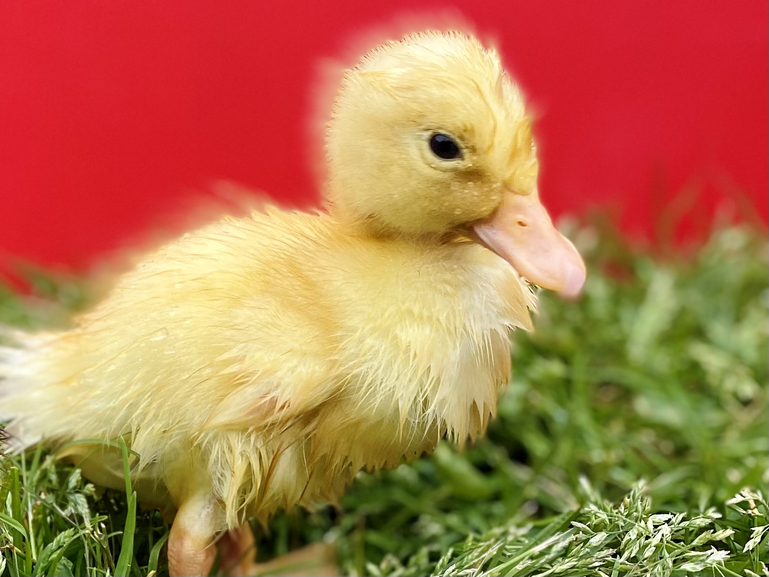 Daffy baby