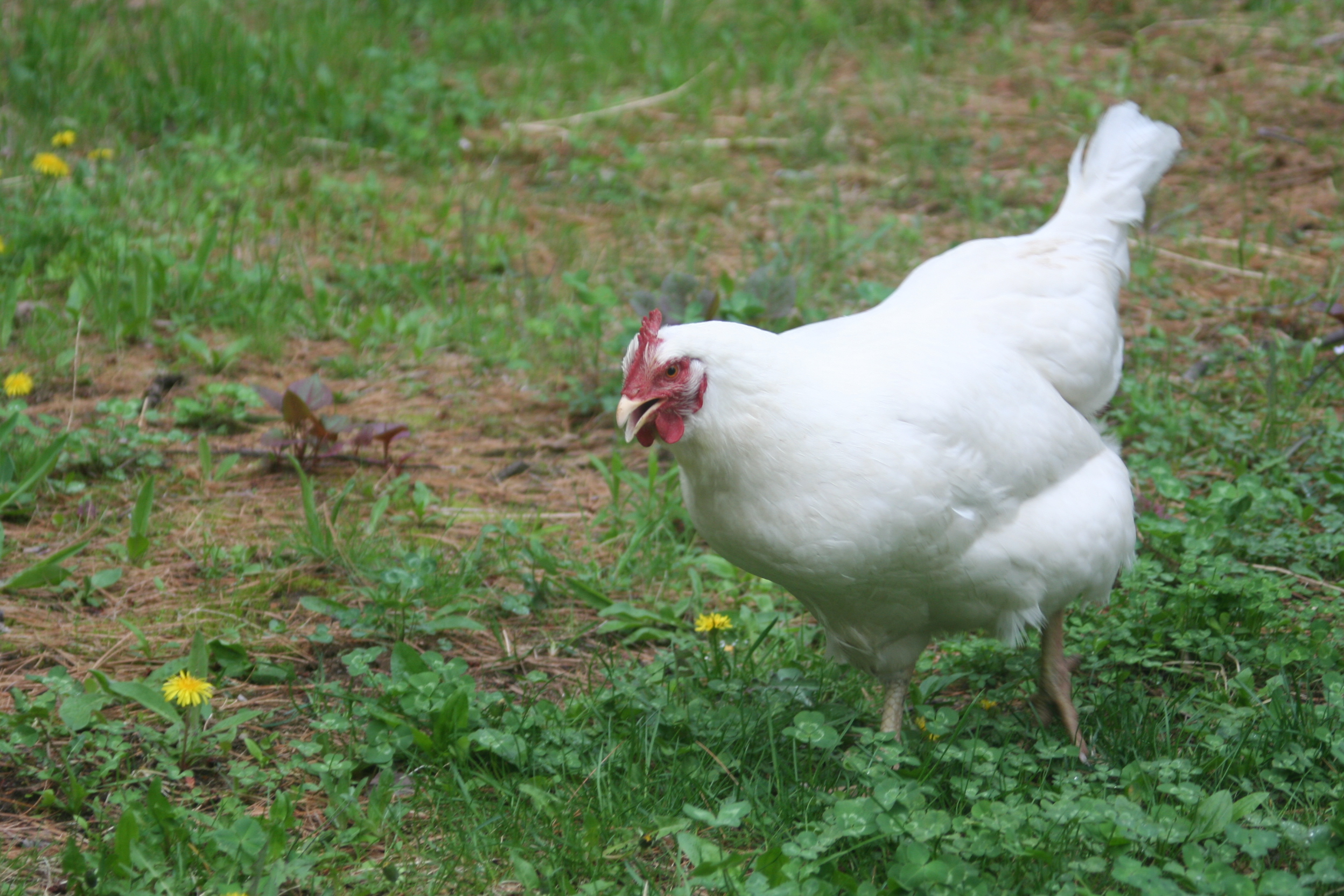 Daffy is our friendly hen, she comes right up to us!