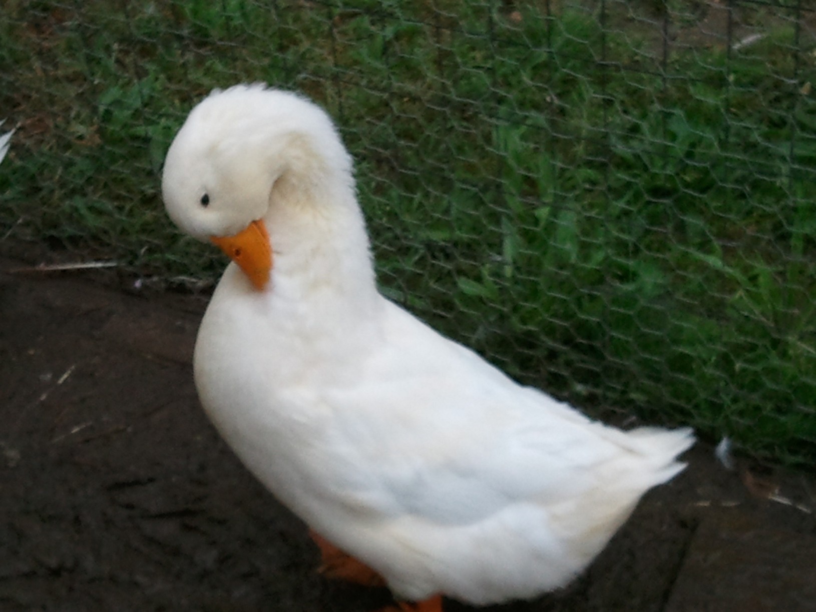 Daffy is so fussy about being clean !