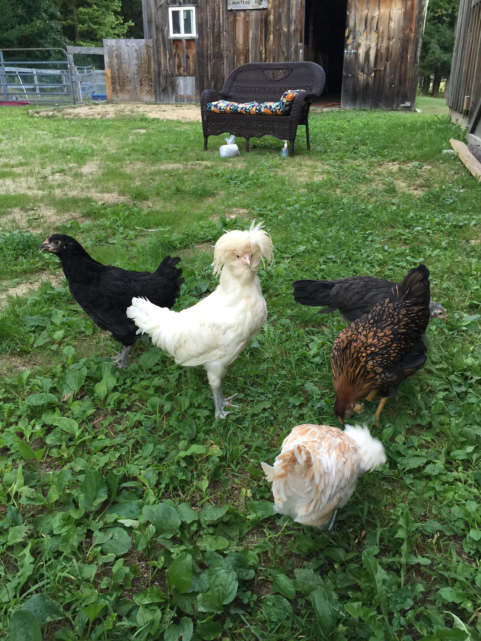 Dagger is one of our lovely roosters. He is gentle and very good with Hester and Amelia. We love him