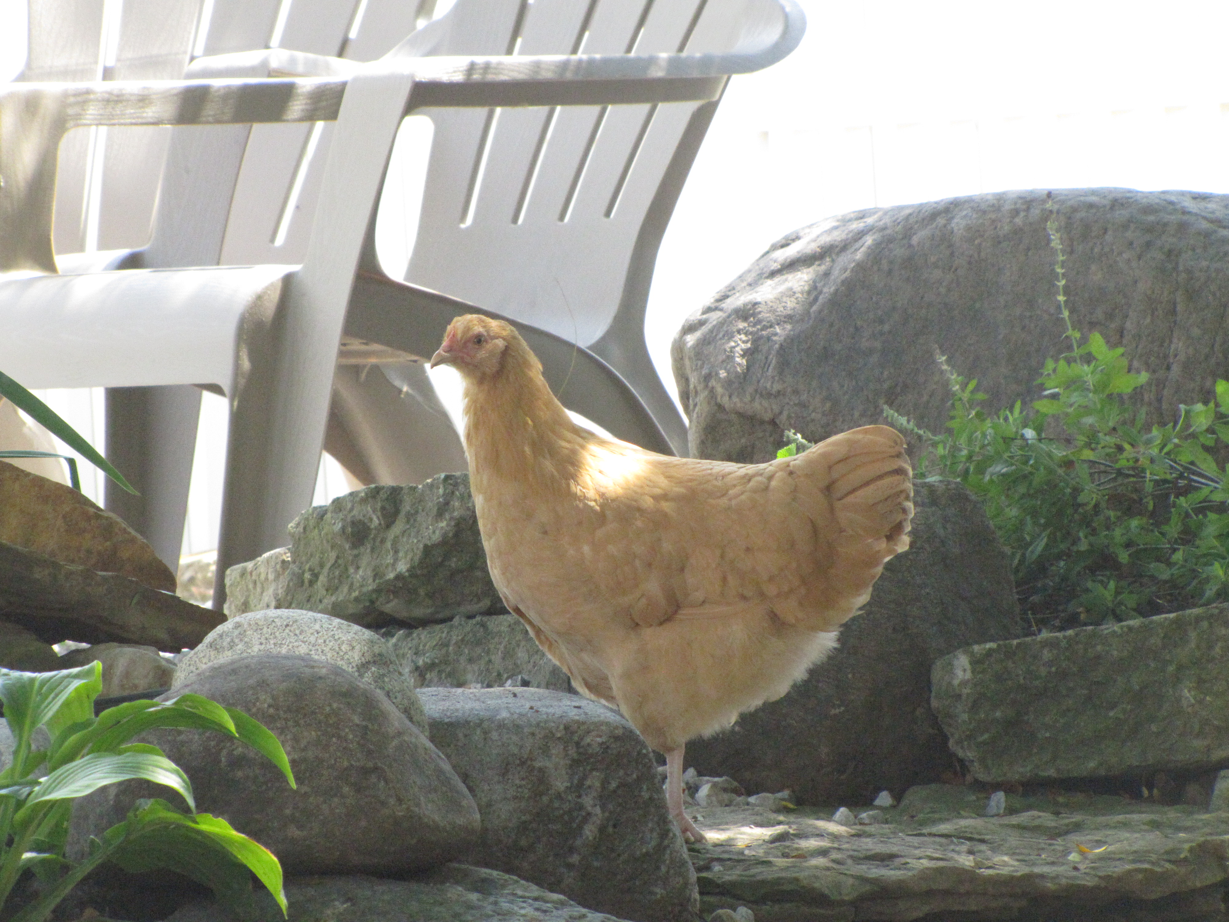 Daisy, always venturing off by herself
