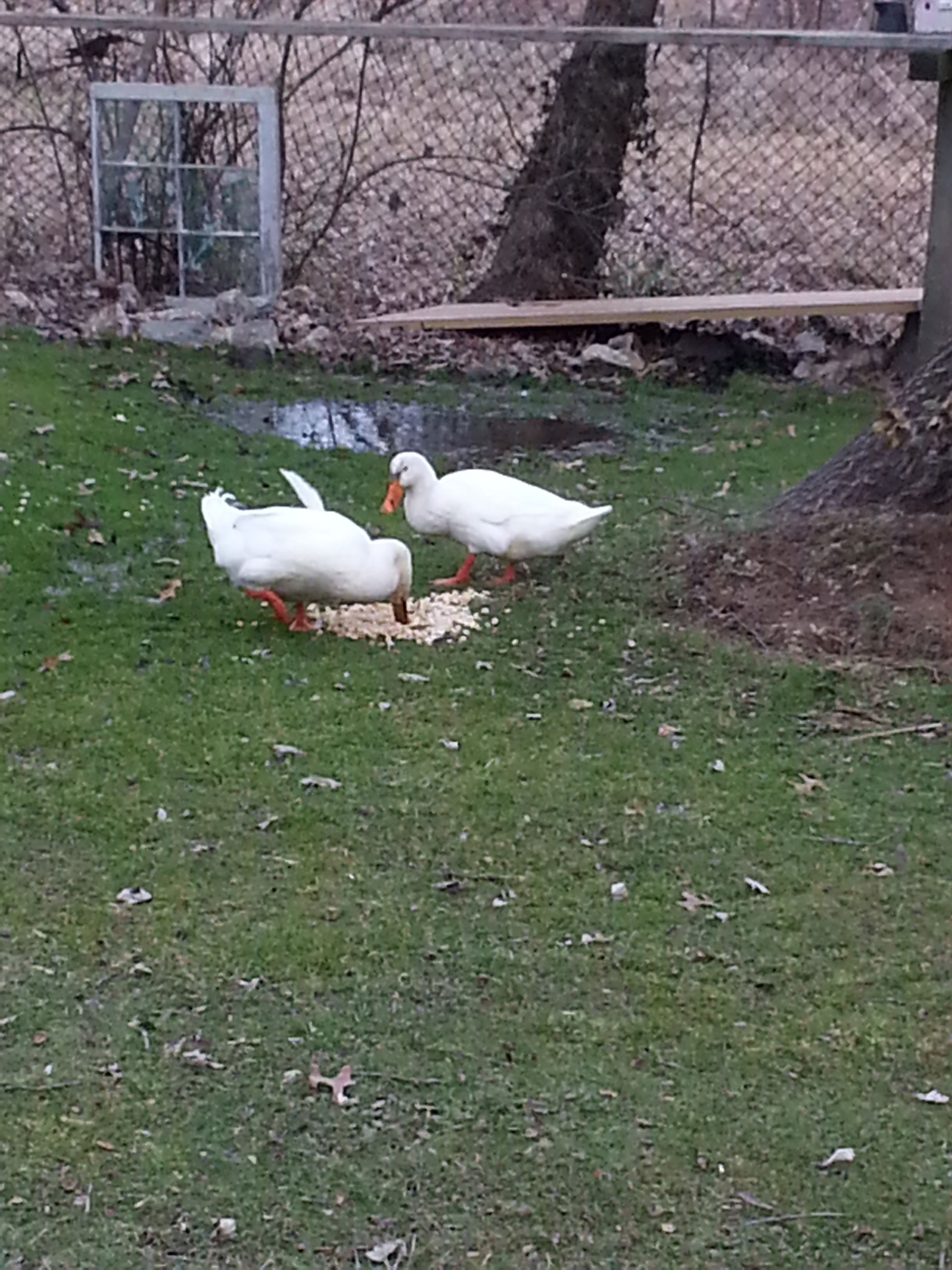 Daisy and Donald Duck