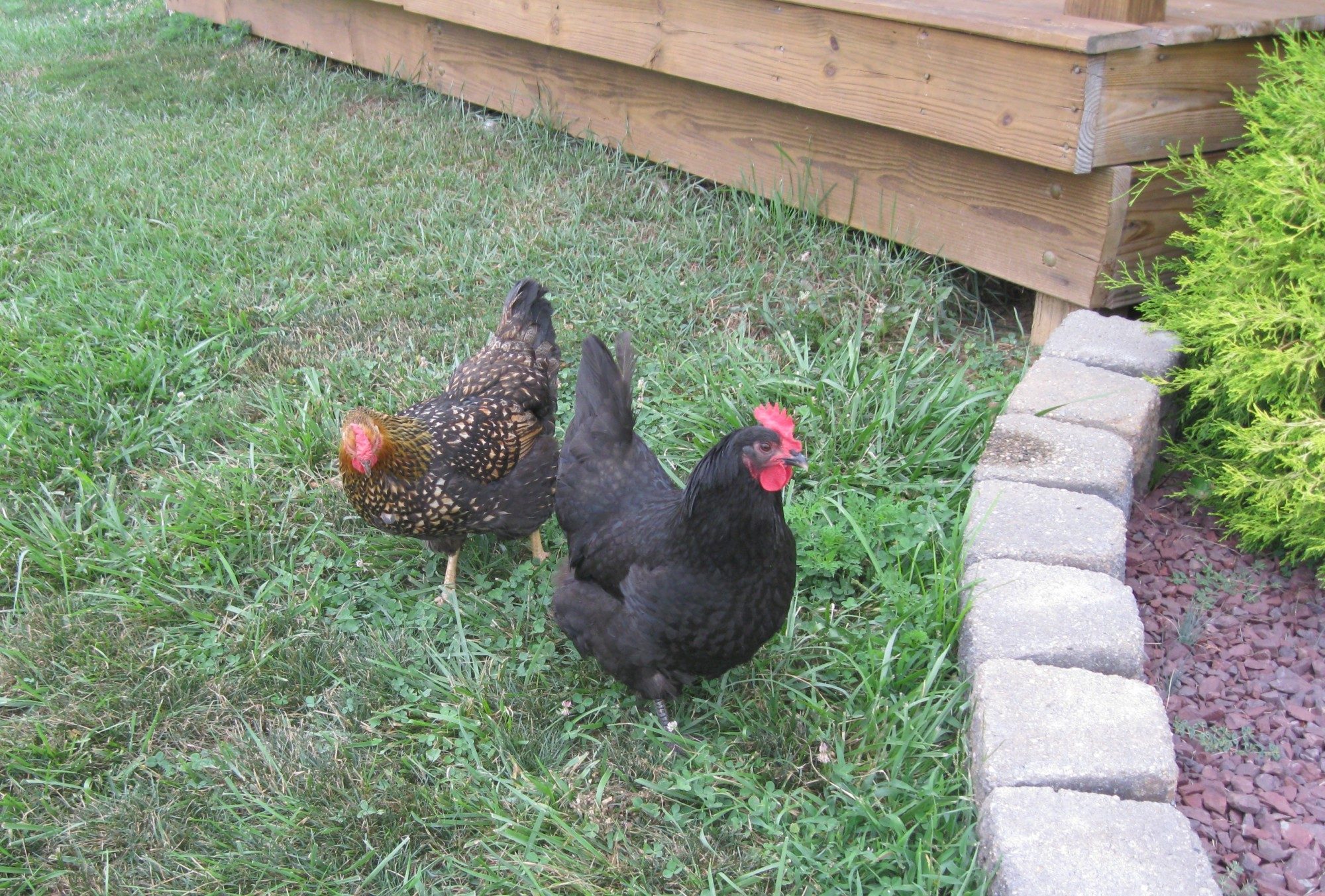 Daisy and June Bug