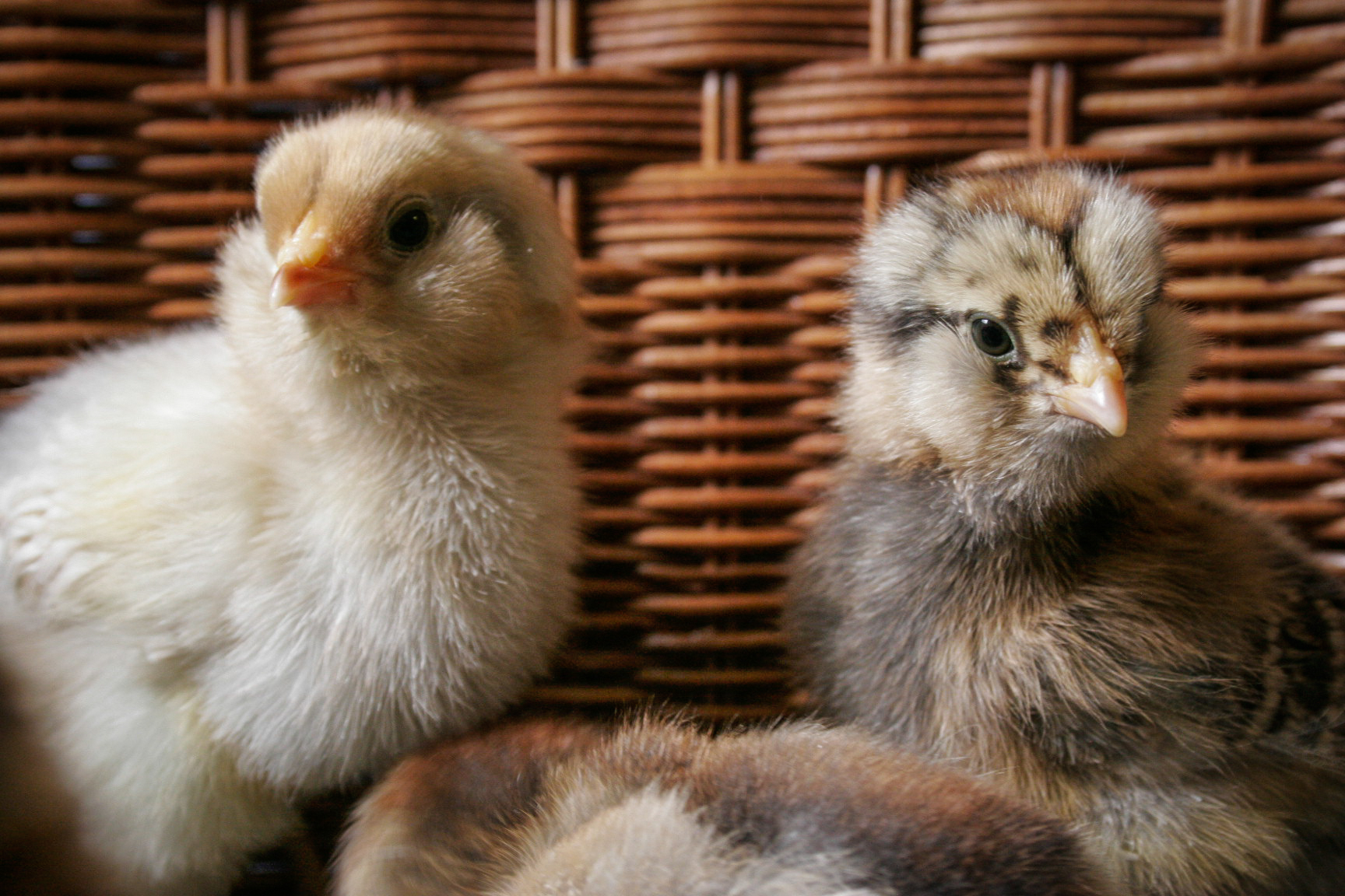 Daisy and Penelope (5 days old)