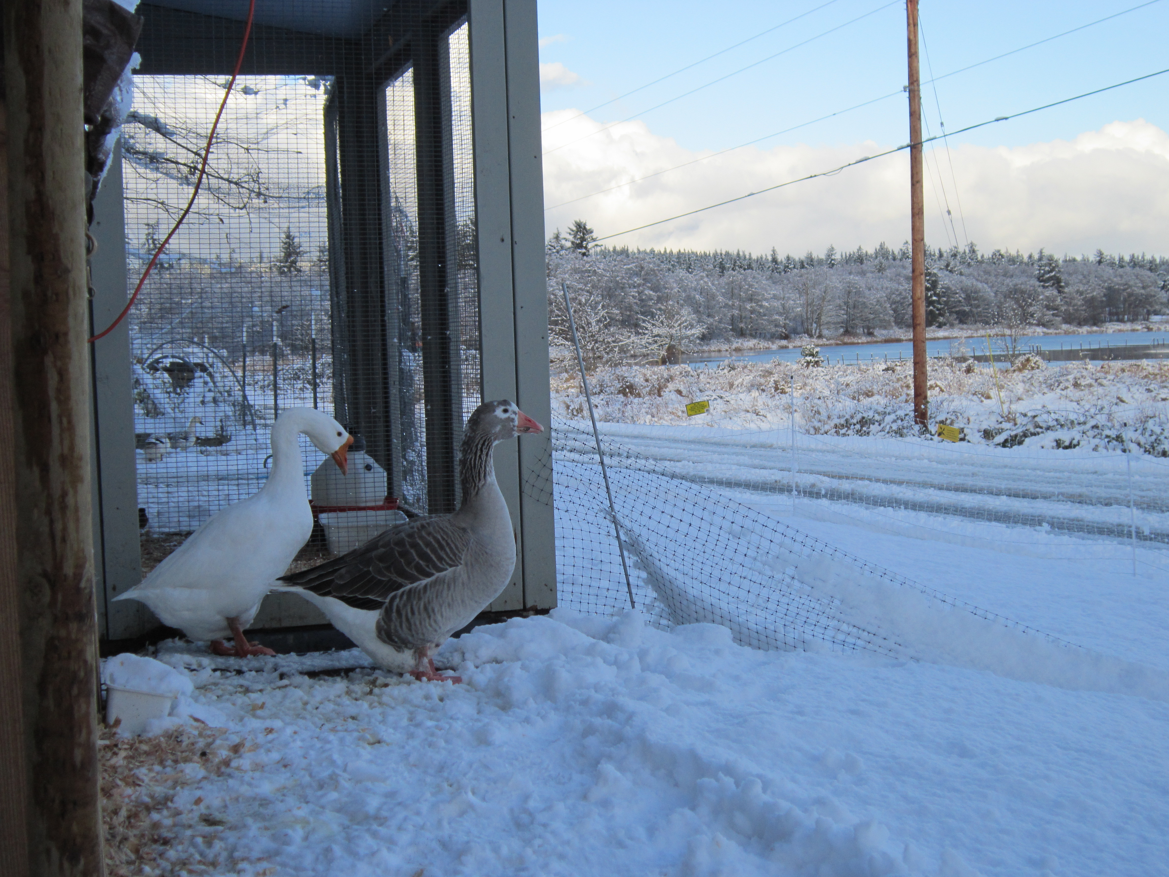 Daisy and Pilgrim enjoying their view