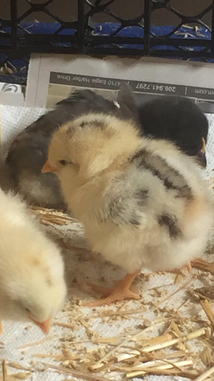 Daisy as a chick.jpg