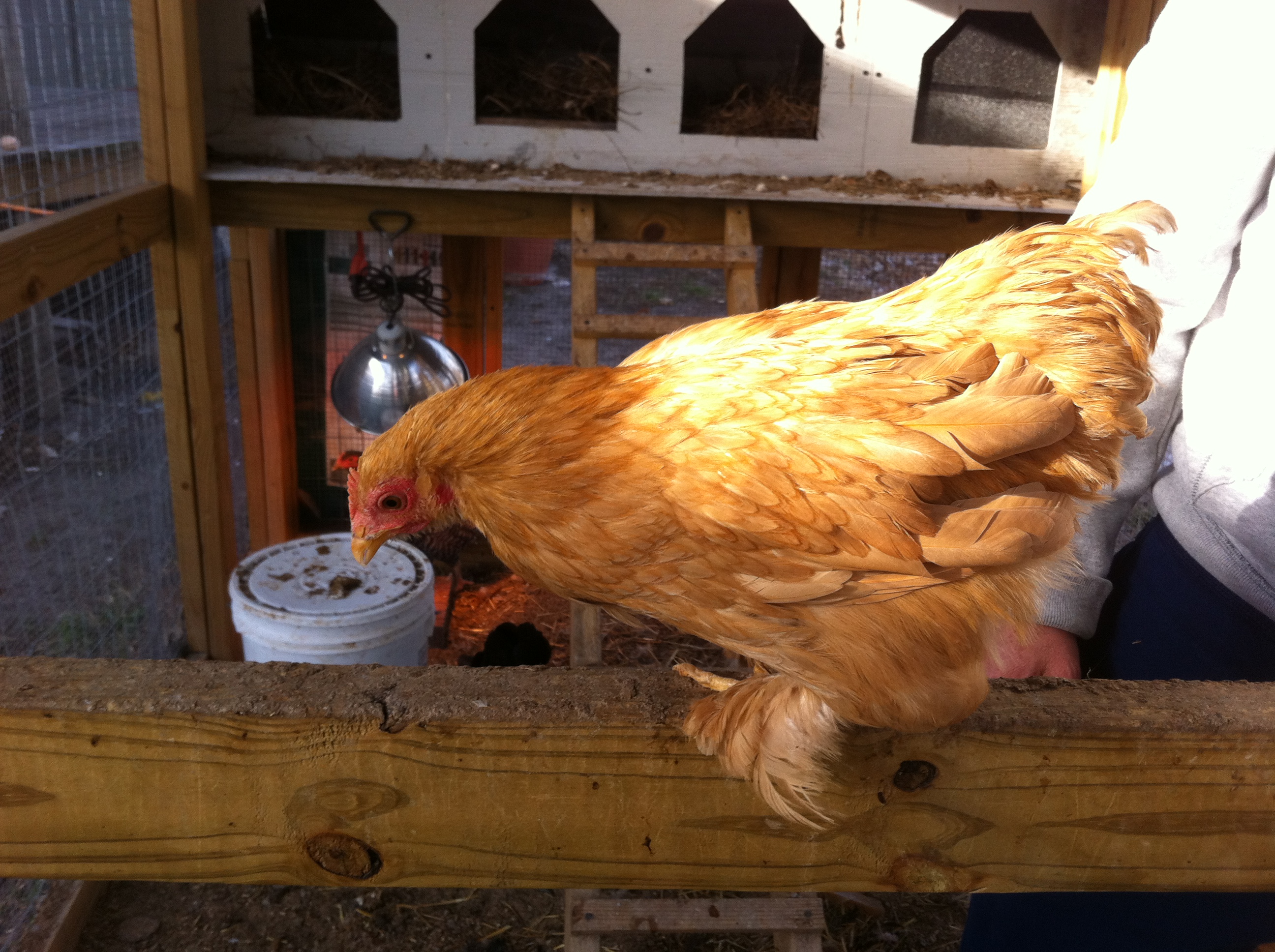DAISY:
Bantam Buff Cochin