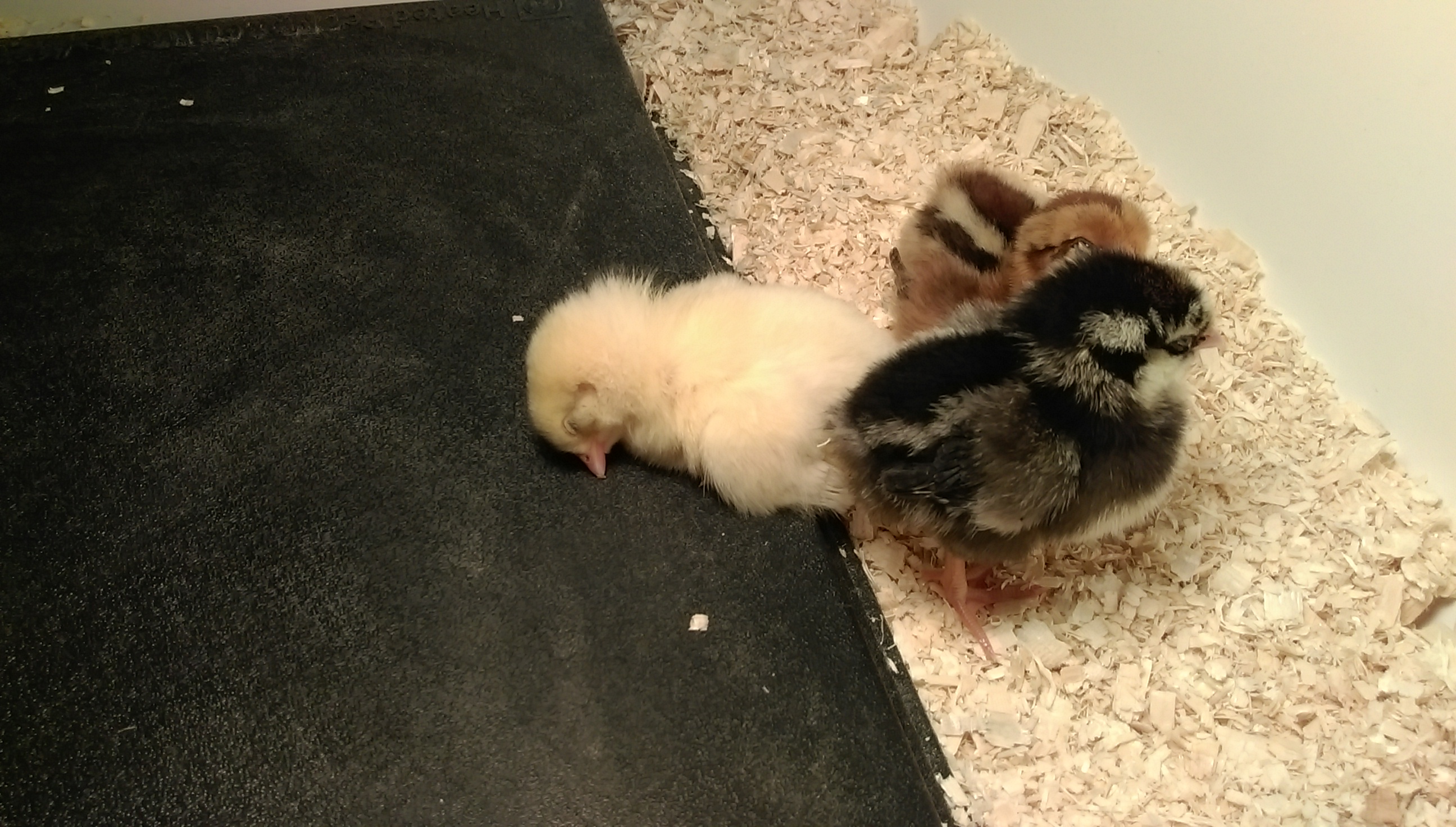 Daisy, BeeBee and Coco abt 1wk